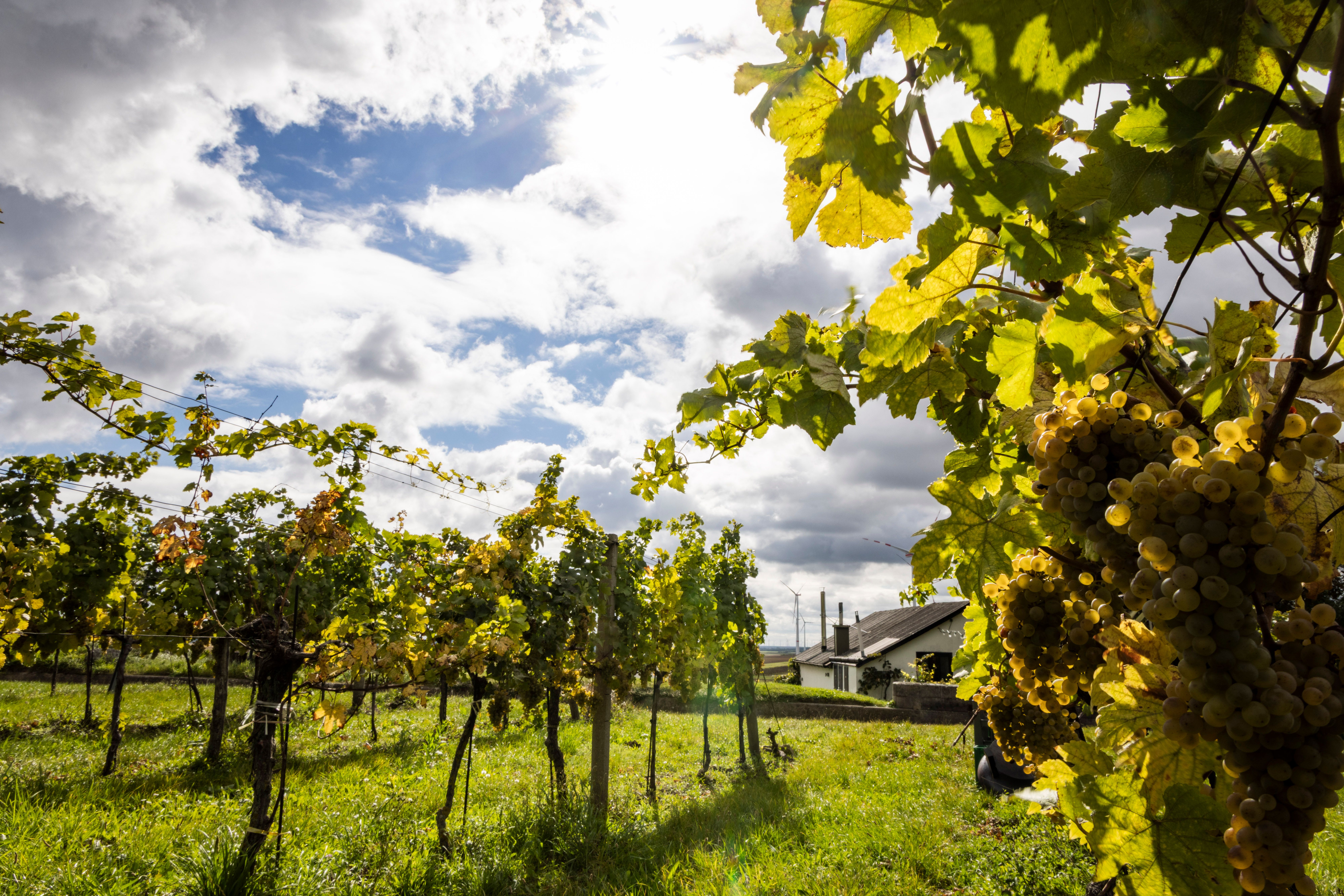 Weinreben mit reifen Trauben