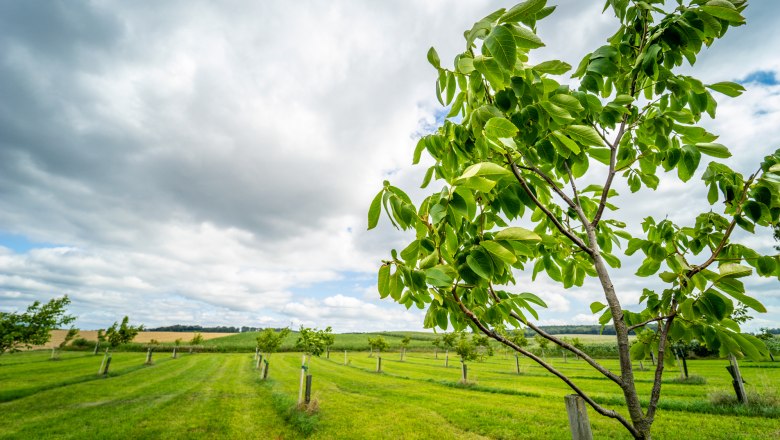 Bergland ist die Heimat der Firma Nussland, &copy; Gerald Pr&uuml;ller/CleanHill Studios