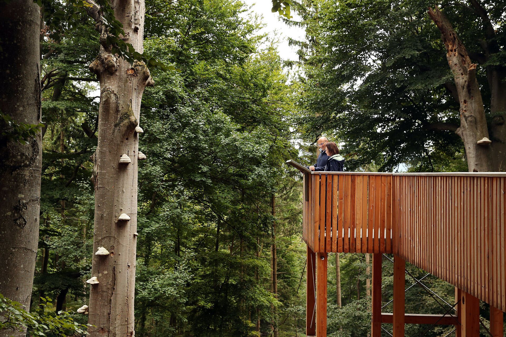 Ein Paar steht am Baumriesensteg im Naturpark Sparbach und betrachtet eine Tafel. 