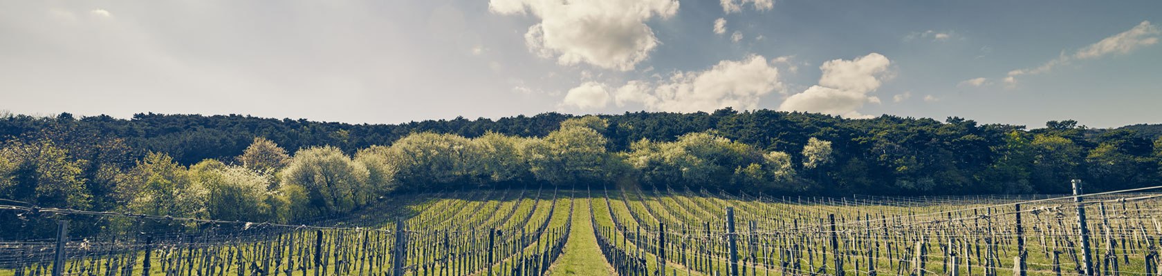 Weinfrühling, © Andreas Hofer
