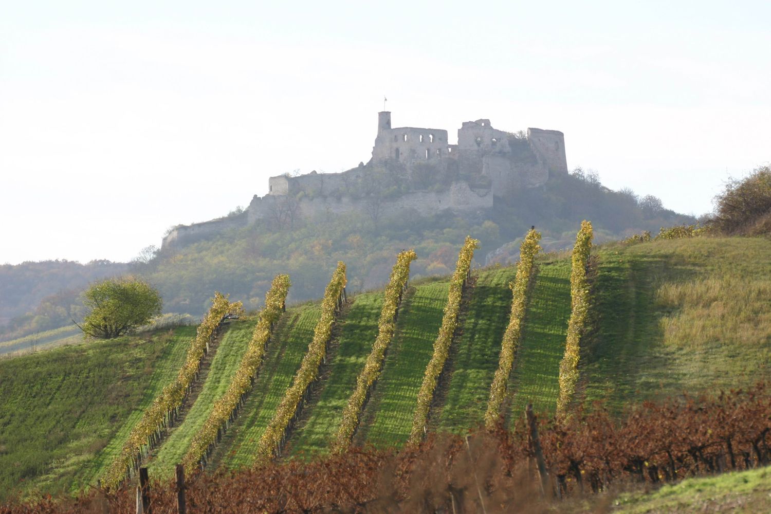 Weinberge mit Burgruine Falkenstein im Hintergrund.