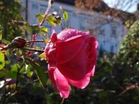 Rosengarten Pitten, &copy; &copy; Theres Goeschl