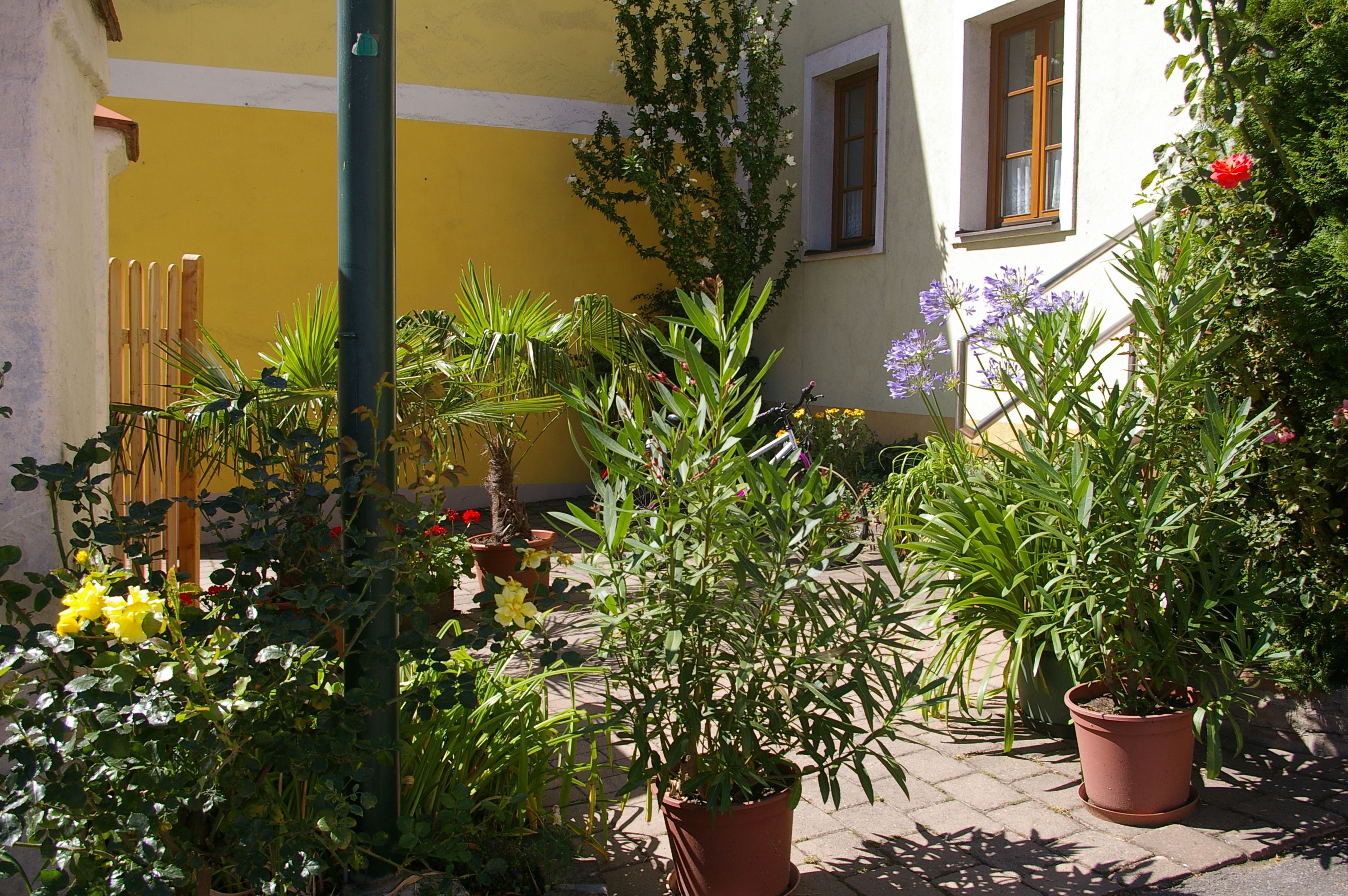 Ein sonniger Innenhof mit verschiedenen Pflanzen in Töpfen, darunter Palmen und blühende Sträucher, vor einer gelben Hauswand.