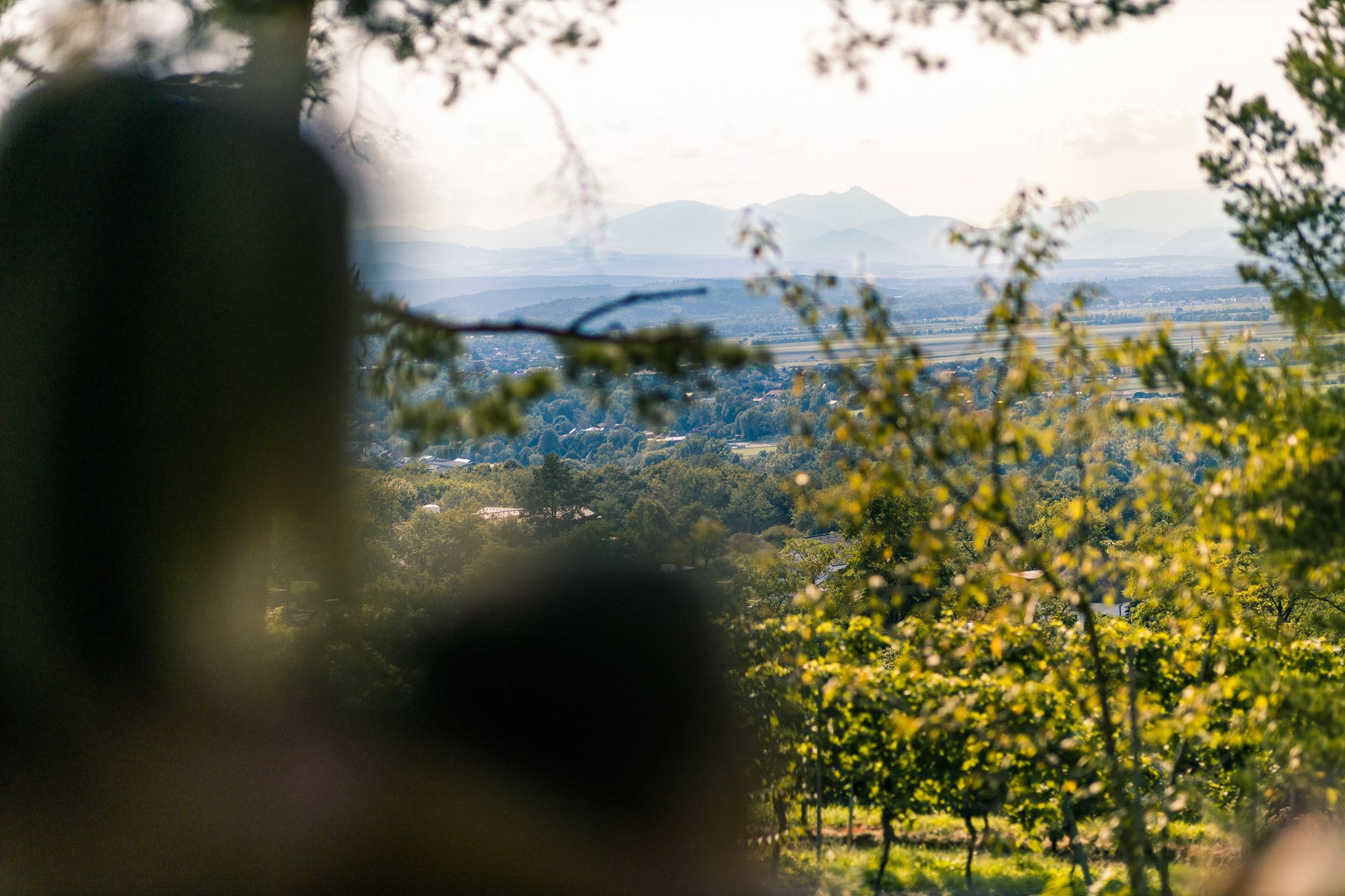 Blick durch Bäume auf eine weite Landschaft mit Bergen im Hintergrund.
