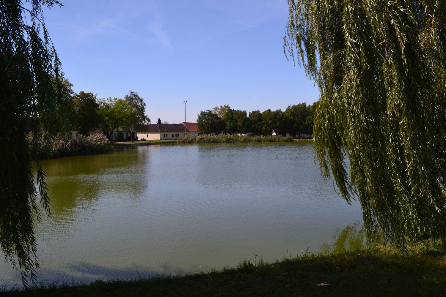 Ein ruhiger Teich mit umgebenden Bäumen und Gebäuden im Hintergrund.