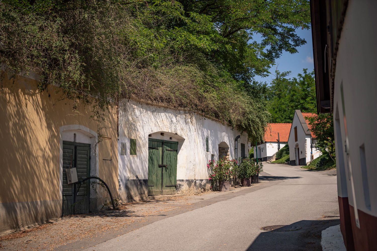 Kellergasse mit grünen Bäumen 