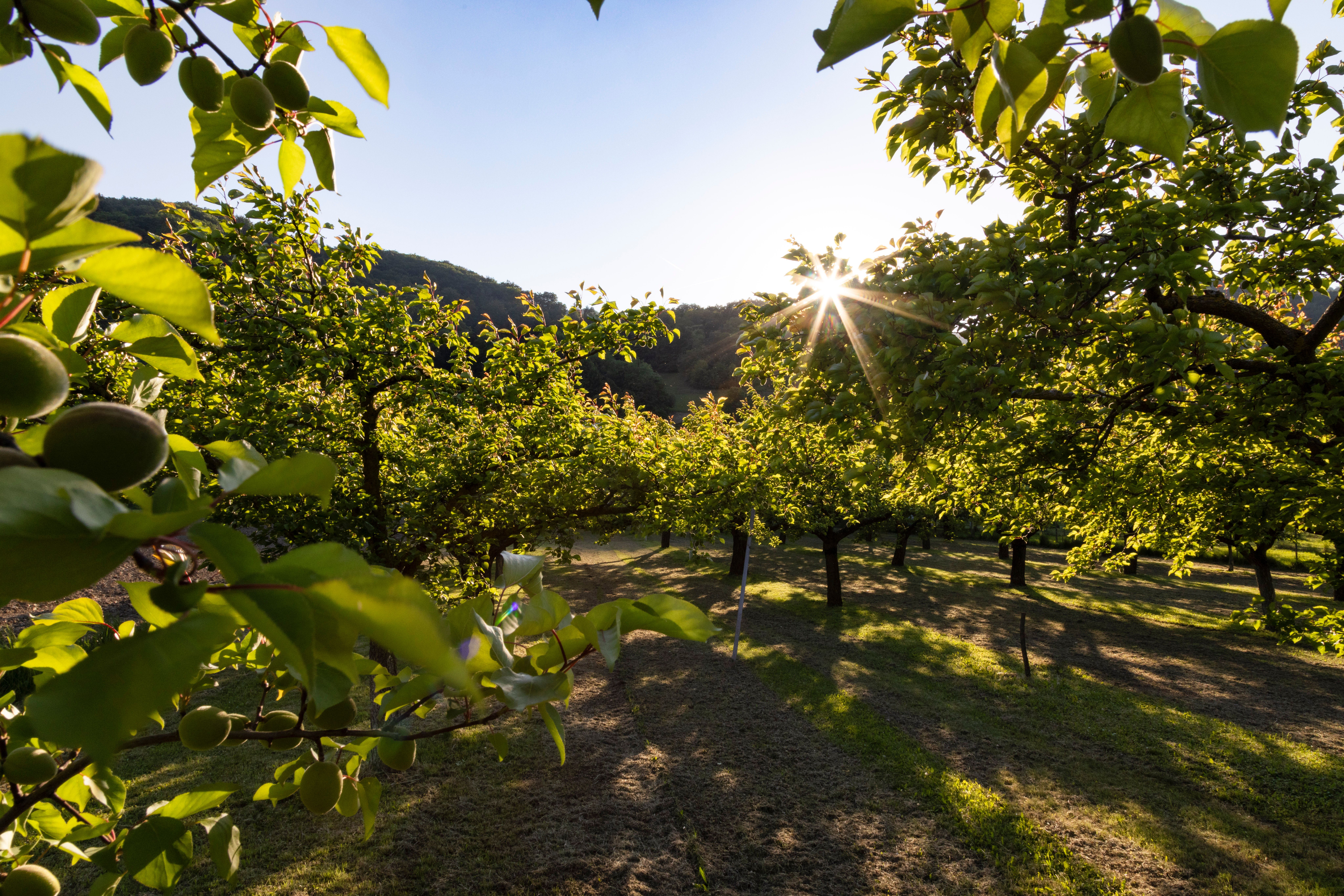 Marillenbäume in der Wachau
