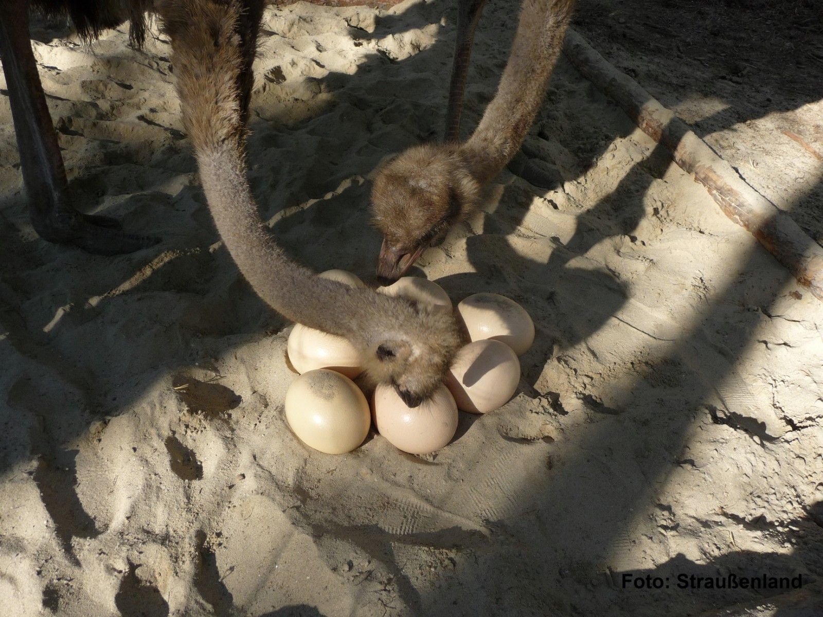 Zwei Strauße inspizieren eine Gruppe von Eiern im Sand.