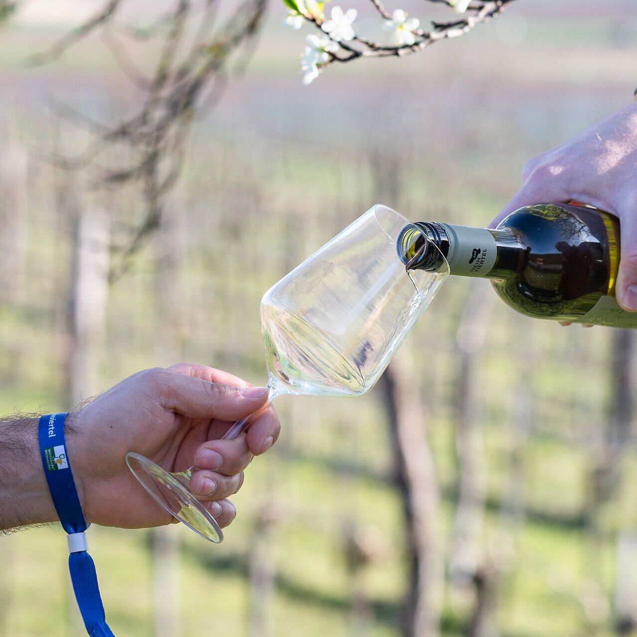 In ein Weinglas, das von einer Hand mit Weintour-Verkostungsband gehalten wird, wird Weißwein eingeschenkt.