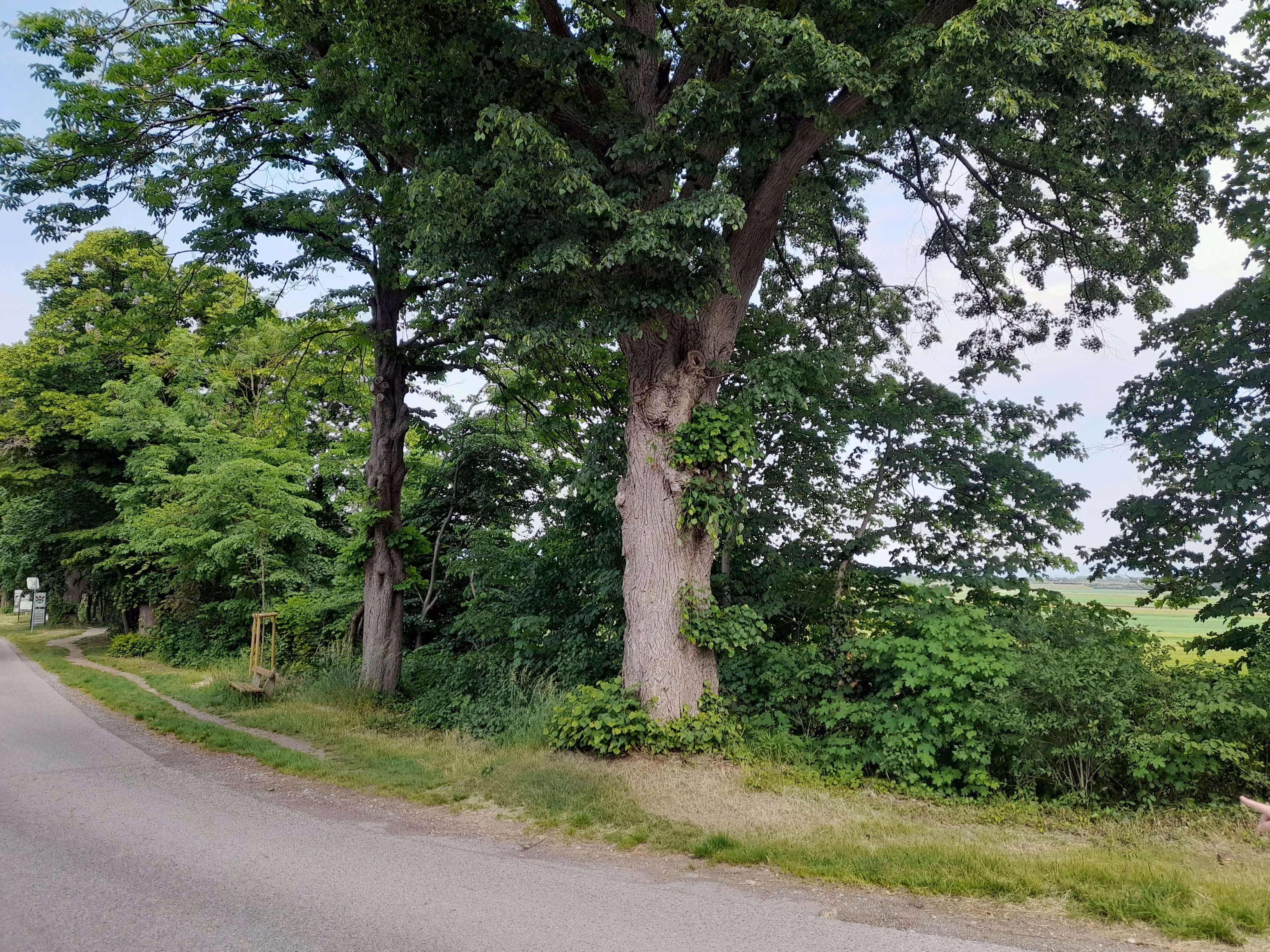 Ein großer Baum steht am Straßenrand neben einer Landstraße.