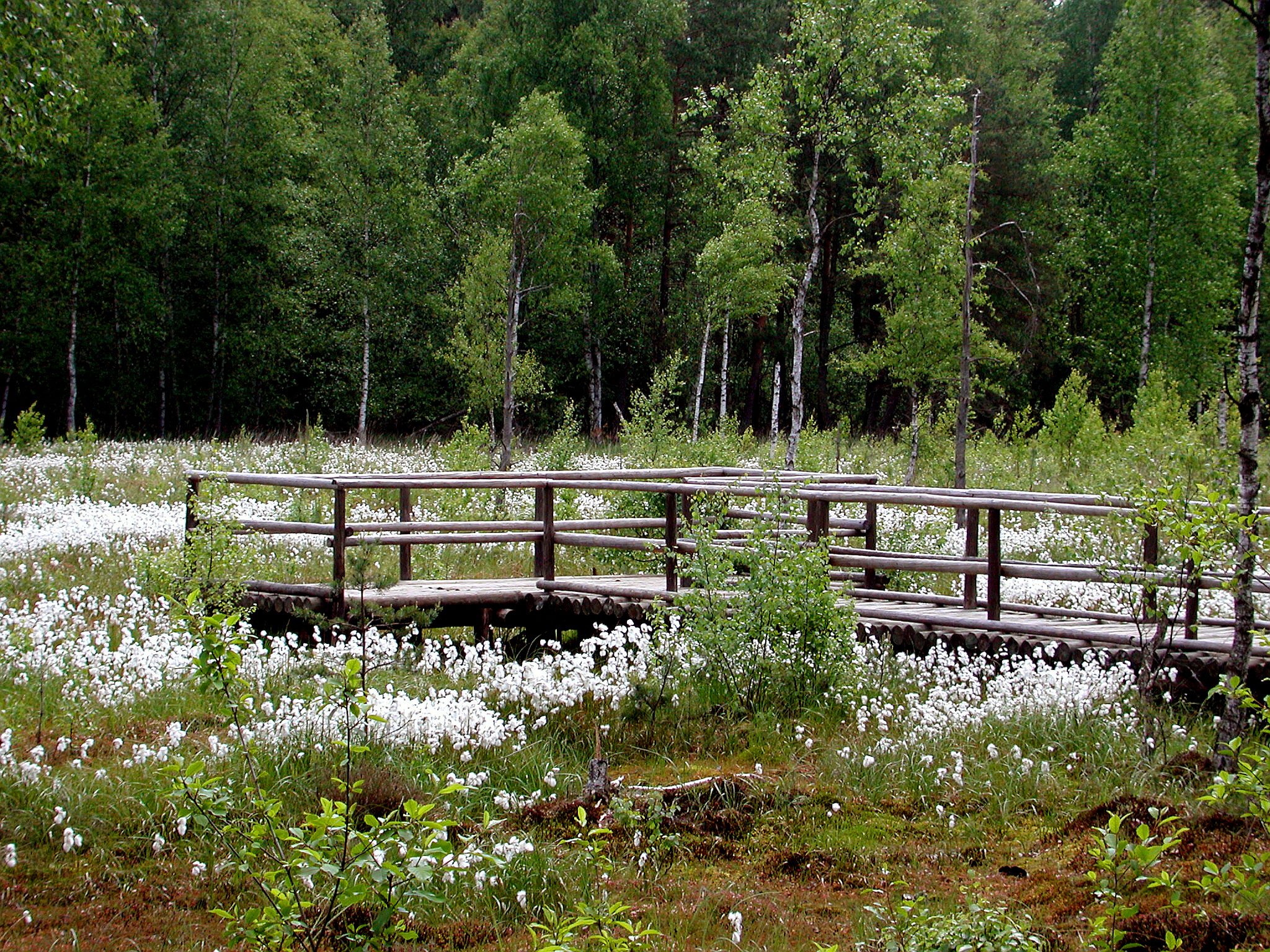 Holzsteg im Heidenreichsteiner Moor, umgeben von grünen Bäumen und weißen Blumen.