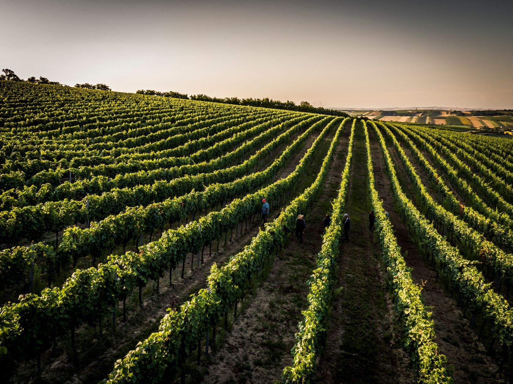 Weinberg mit Reihen von Reben bei Sonnenuntergang, Menschen gehen zwischen den Reihen.
