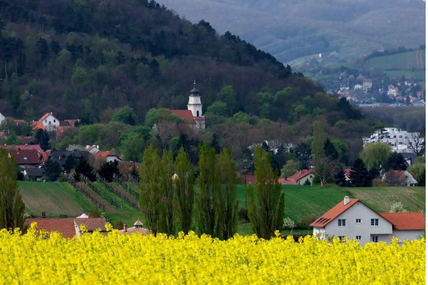 Landschaft mit gelbem Rapsfeld, Dorf und Kirche vor bewaldetem Hügel.