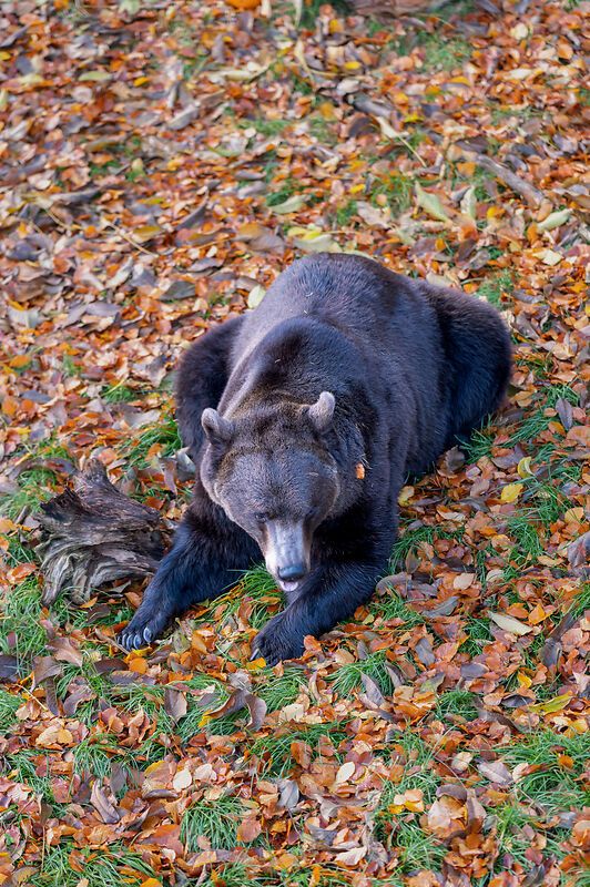 Ein Bär liegt auf herbstlichem Laub im BÄRENWALD Arbesbach.
