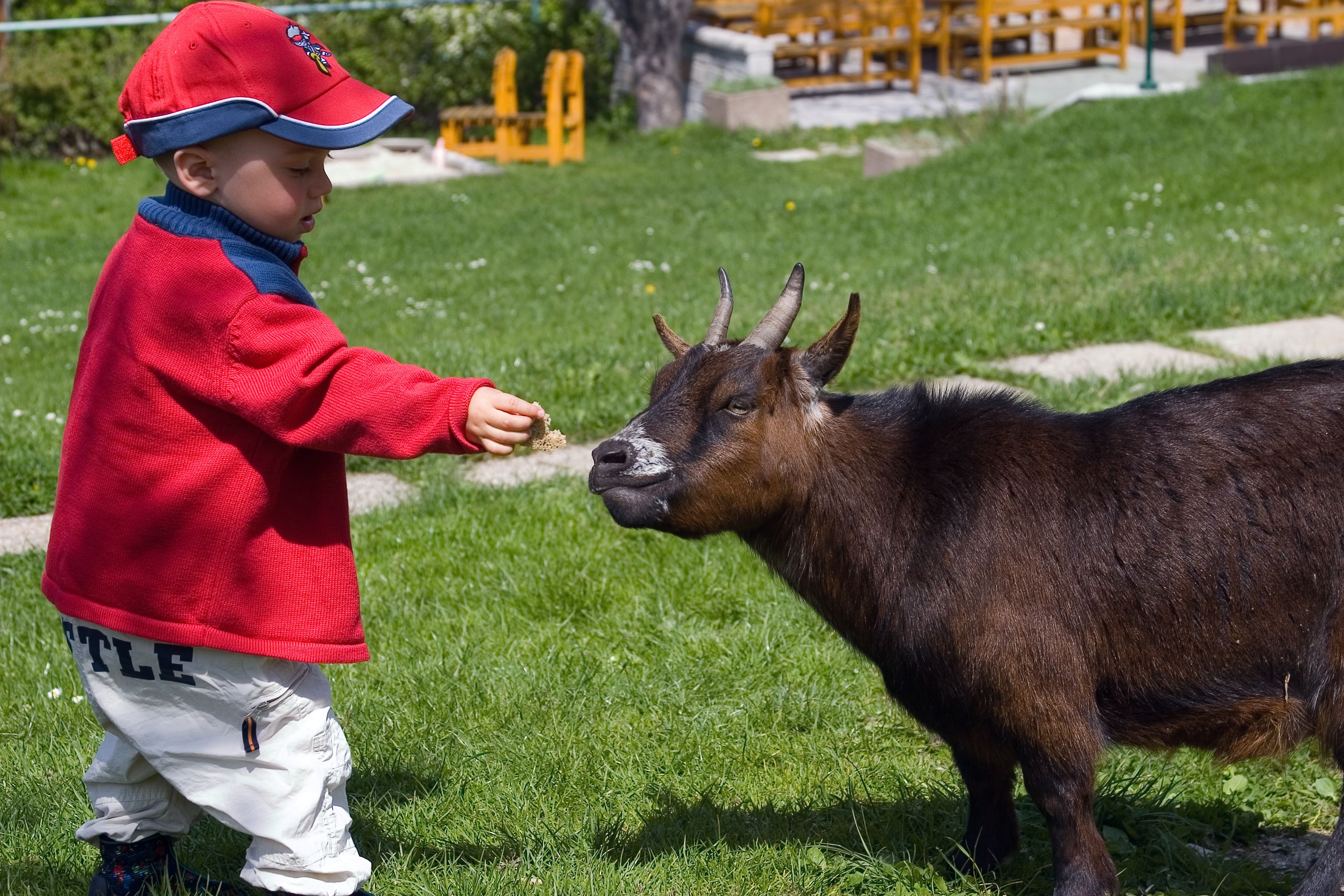 Kind das eine Ziege füttert