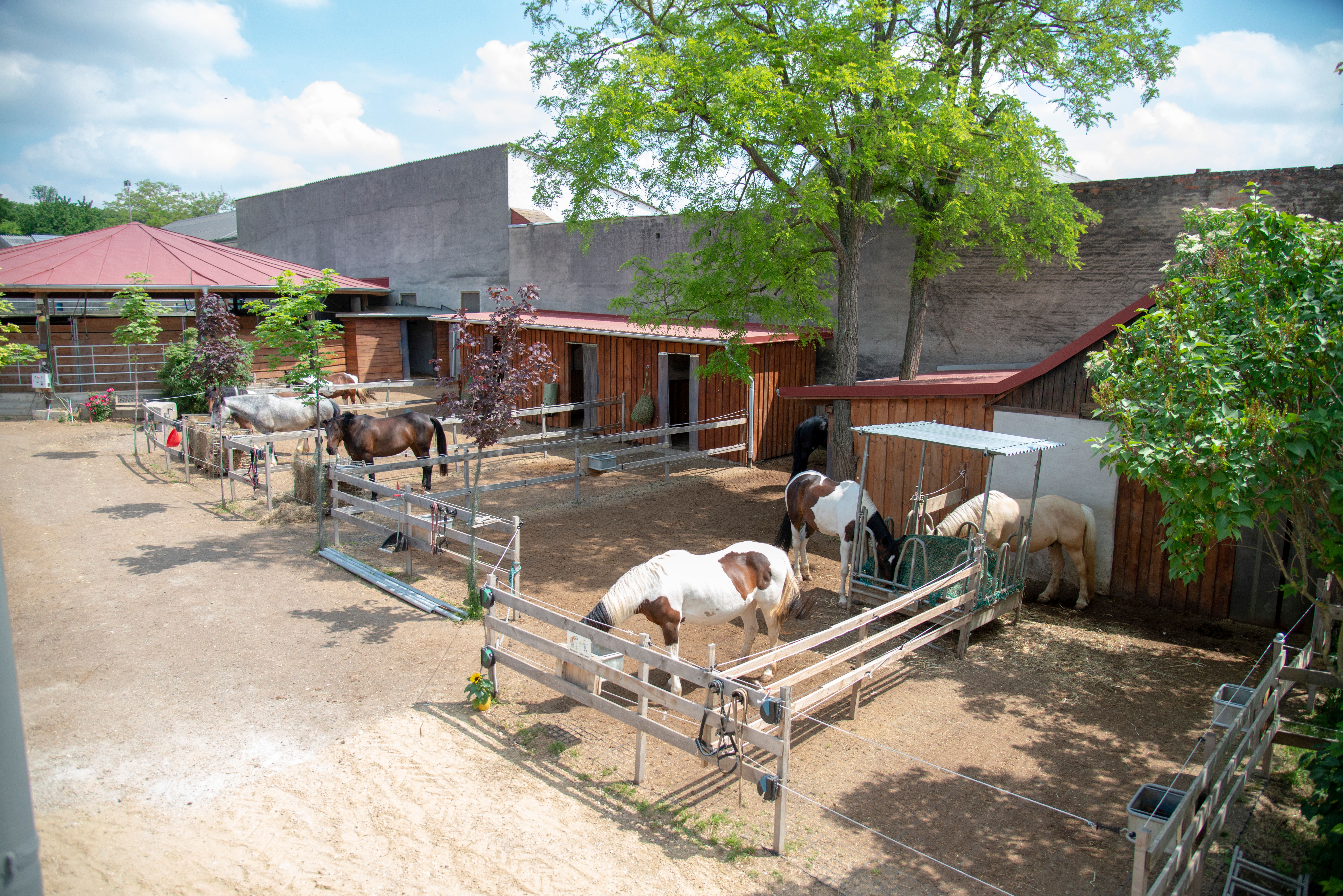 Hippo Campus, Pferde