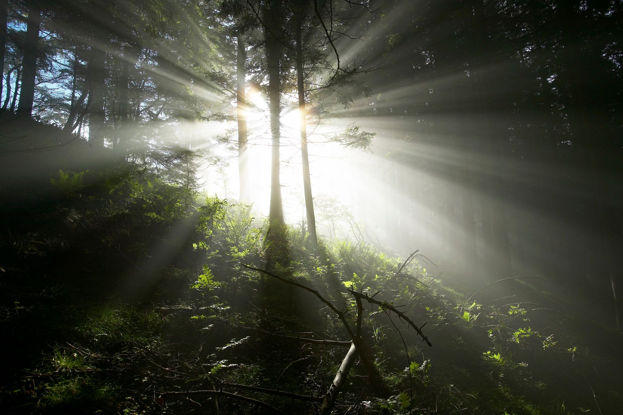 Waldstimmung