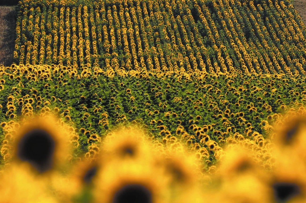 Ein großes Feld voller blühender Sonnenblumen, die in geordneten Reihen stehen und sich bis zum Horizont erstrecken.