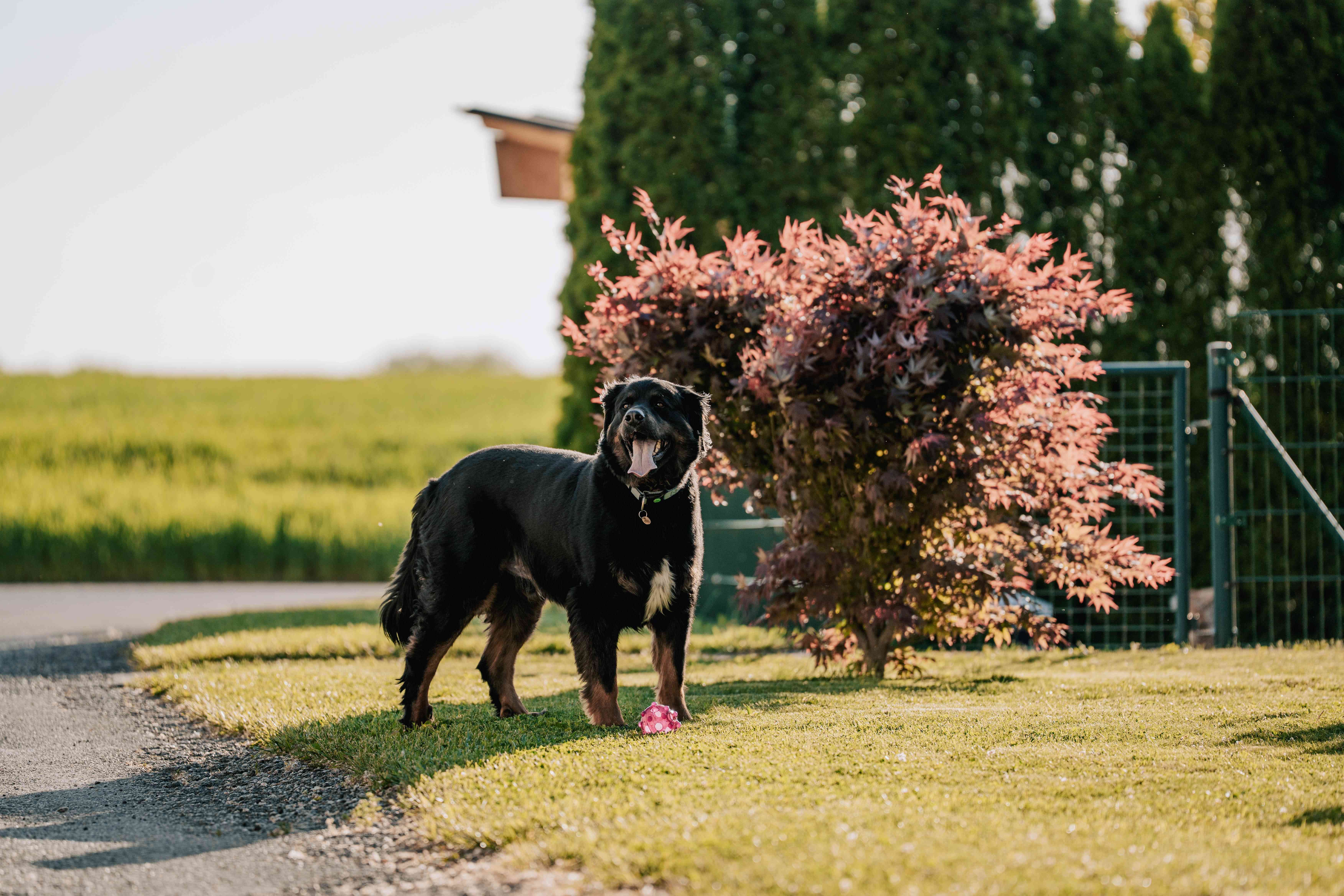 Hofhung Pauli hat einen Spielball vor sich und steht im Garten vor einem blühenden Strauch