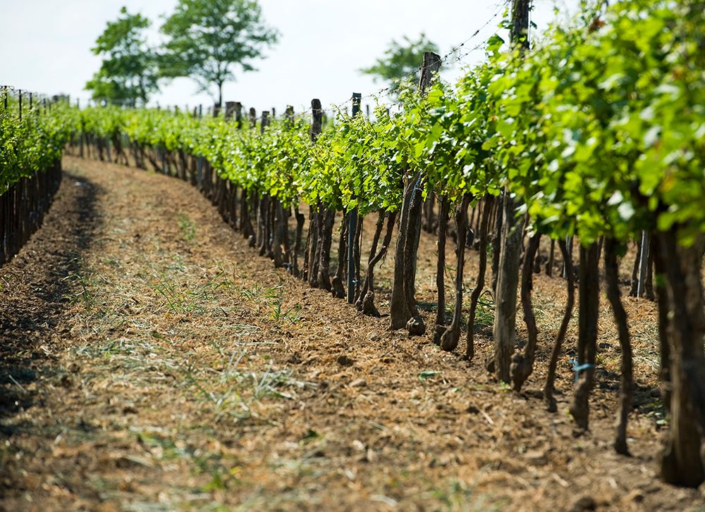 Reihen von Weinreben in einem Weingarten mit grünem Laub und blauen Himmel im Hintergrund.