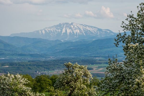 Blick auf den schneebedeckten Ötscher im Frühling, umgeben von blühenden Bäumen und grünen Hügeln.