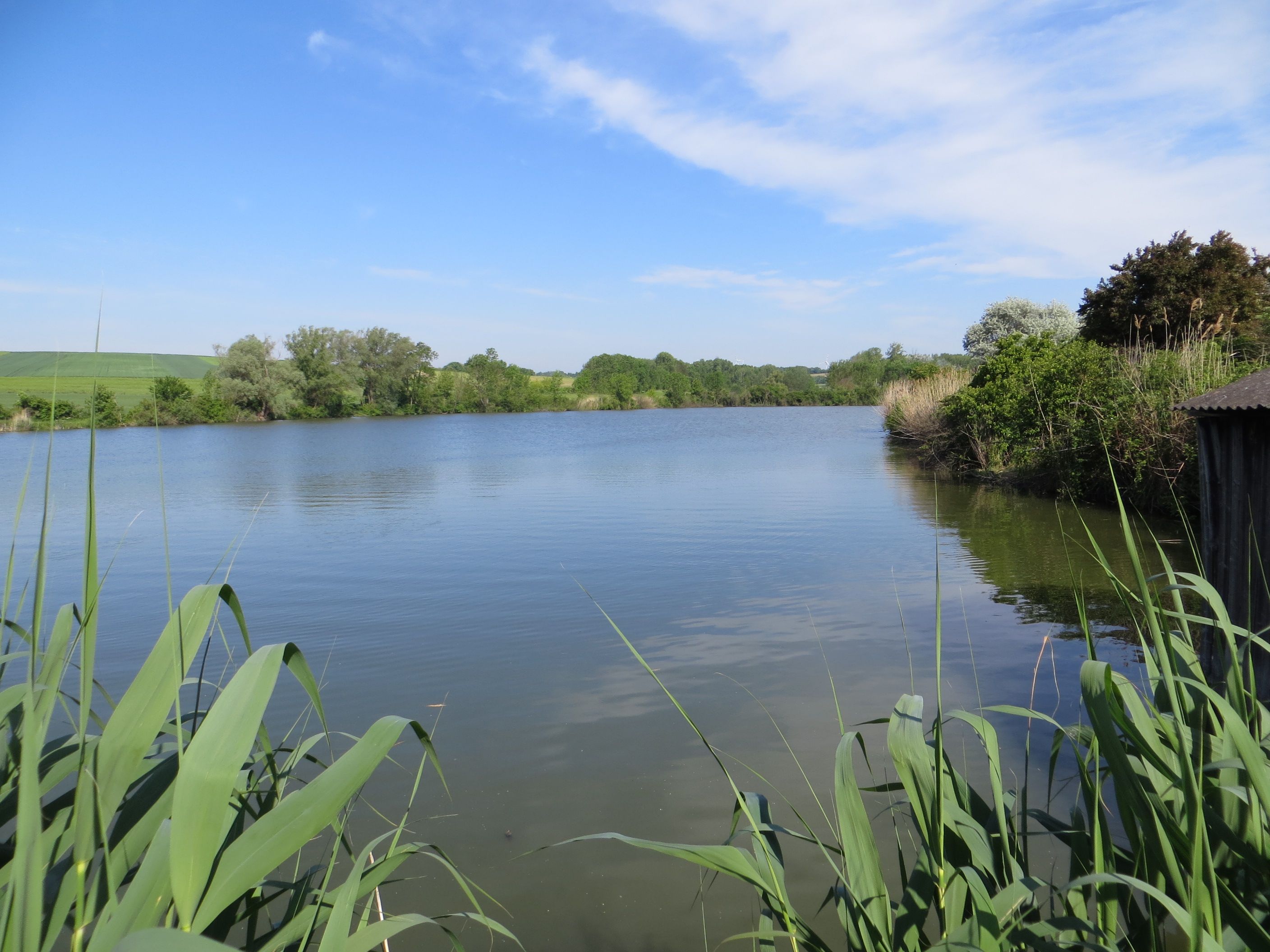 Ein ruhiger See mit Schilf im Vordergrund und Bäumen im Hintergrund unter blauem Himmel.