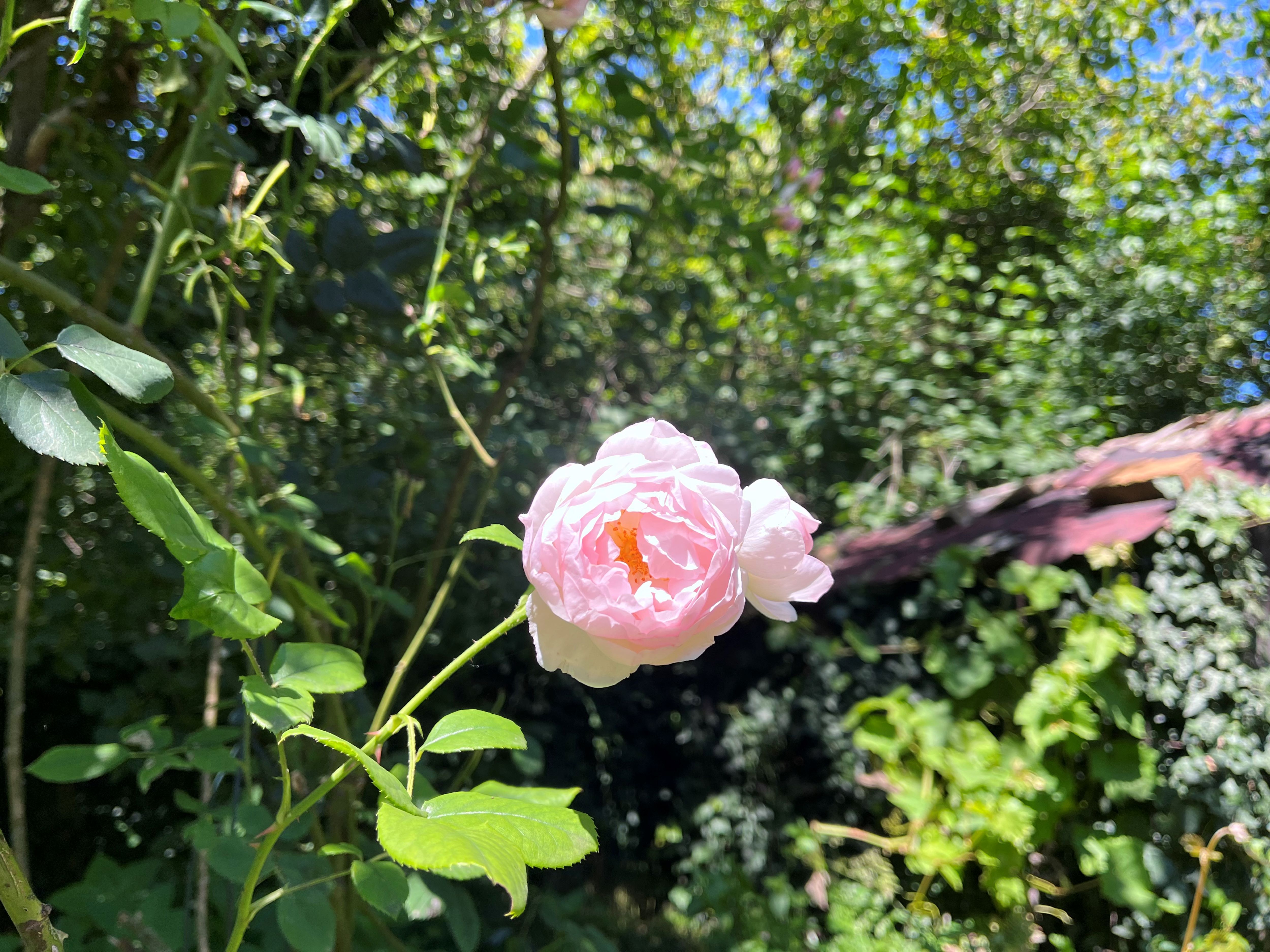 Eine zartrosa Rose in einem sonnigen Garten mit viel Grün im Hintergrund.