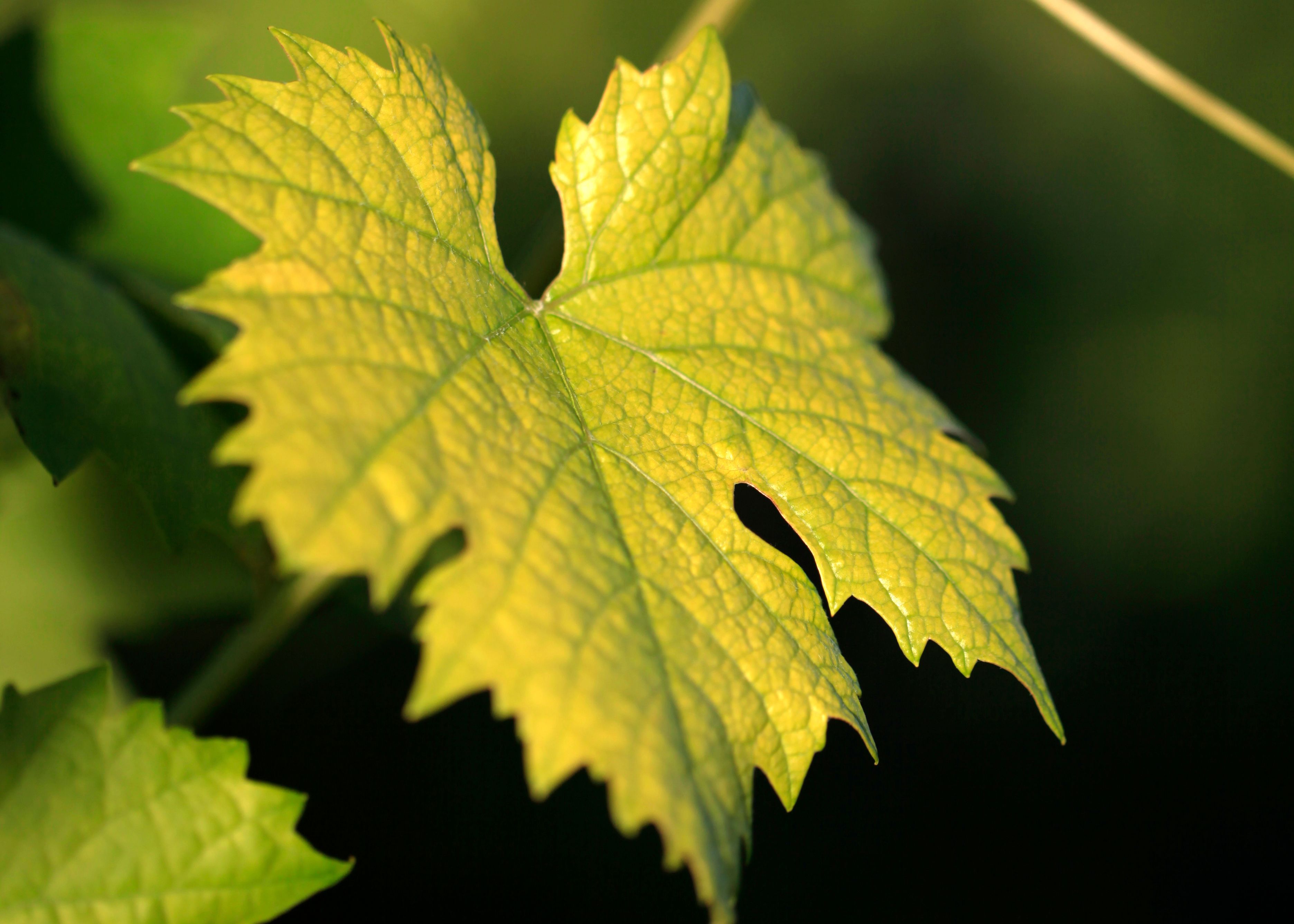 Nahaufnahme eines grünen Weinblatts im Sonnenlicht.