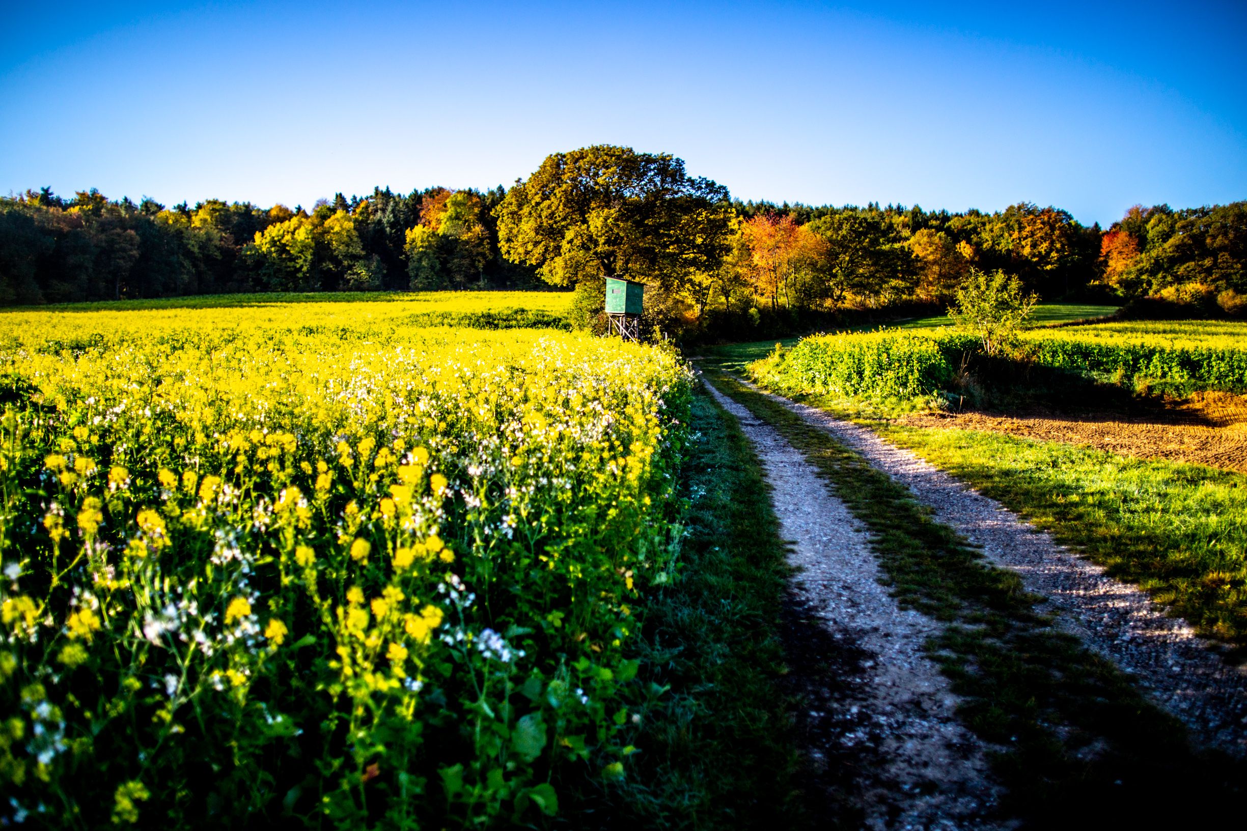 Feldweg in grüner, flacher Landschaft
