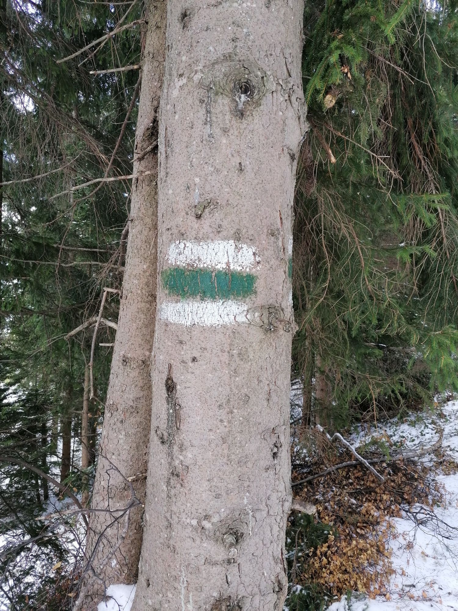 Baummarkierung nach St. Peter