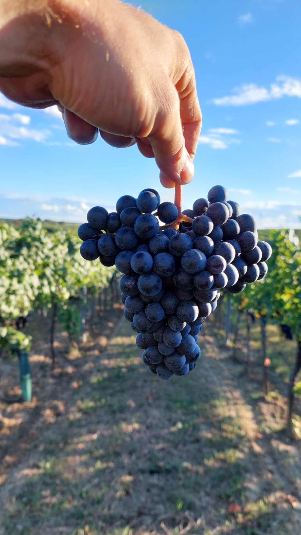 Eine Hand hält eine Traube in einem Weinberg bei blauem Himmel.