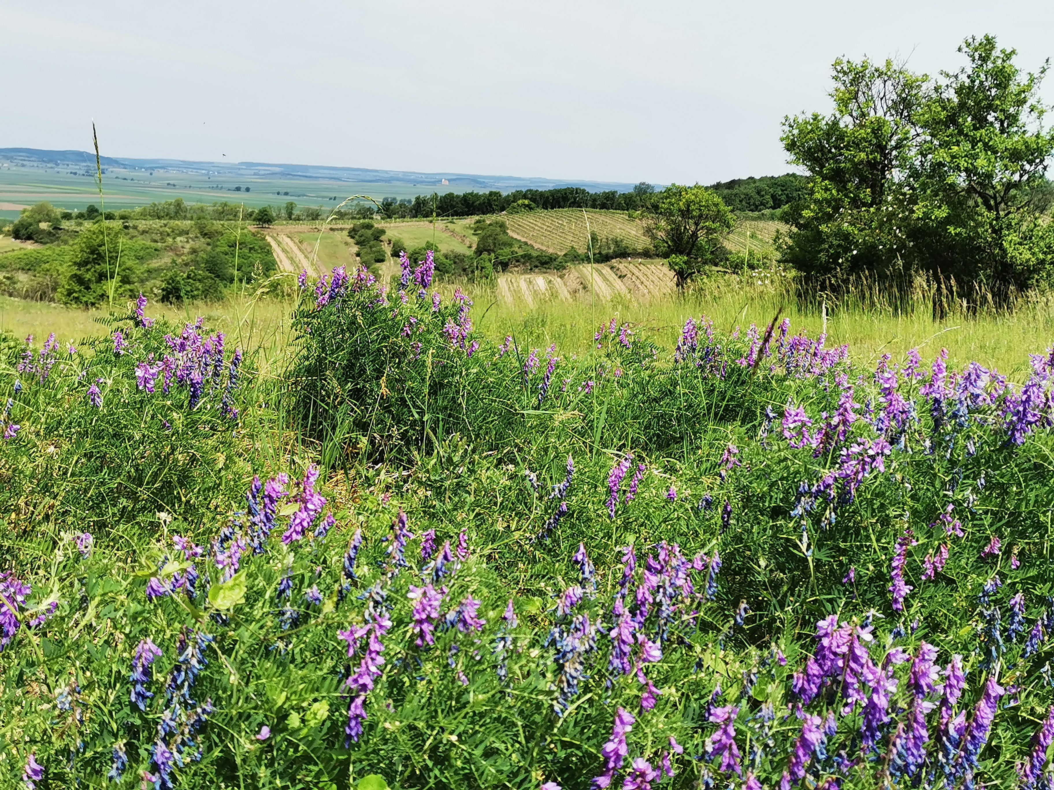 Blühende Wiese mit lila Blumen im Vordergrund, Weinberge und Felder im Hintergrund.