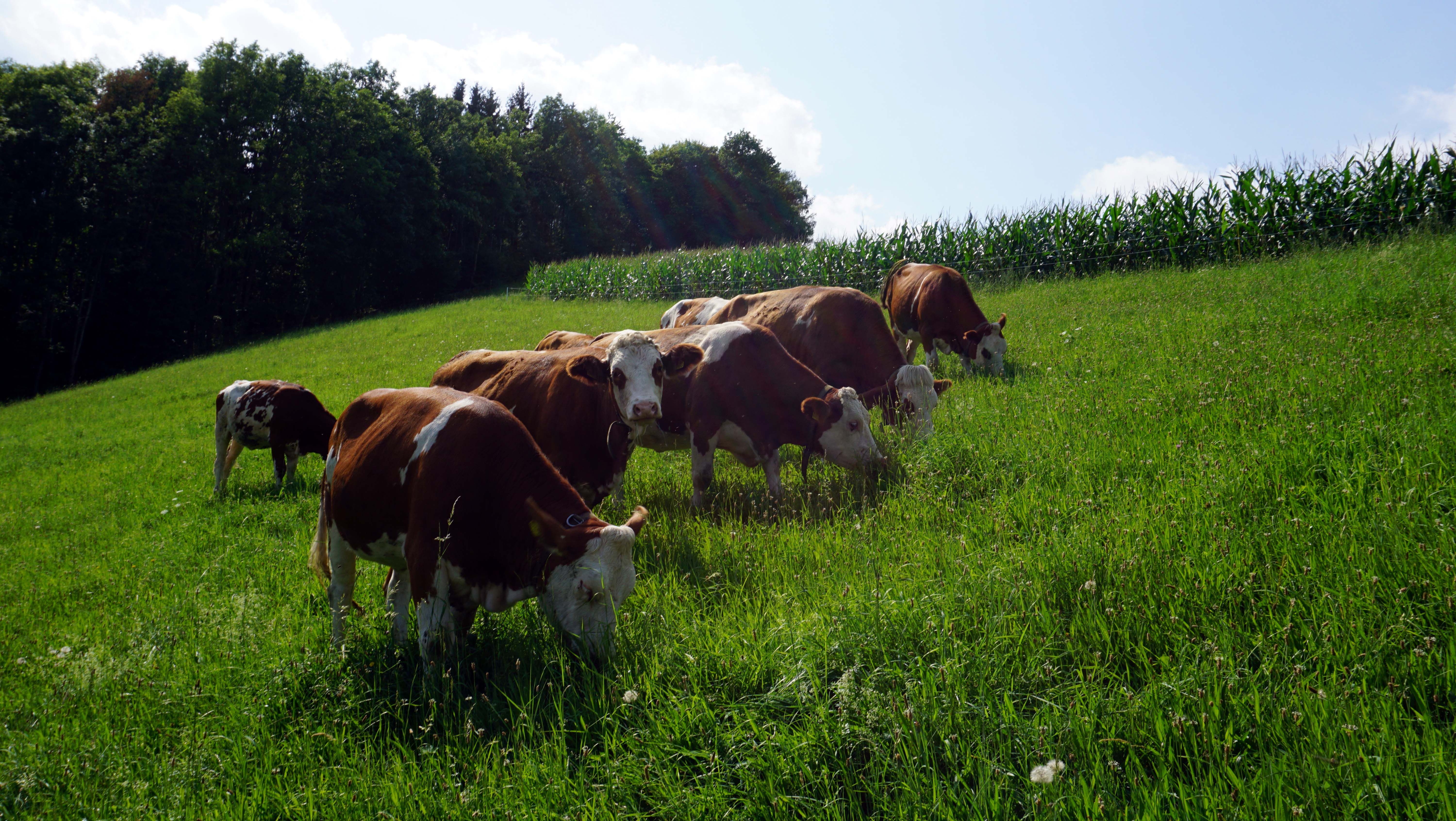 Kühe fressen Gras auf einer grünen Wiese vor einem Maisfeld.