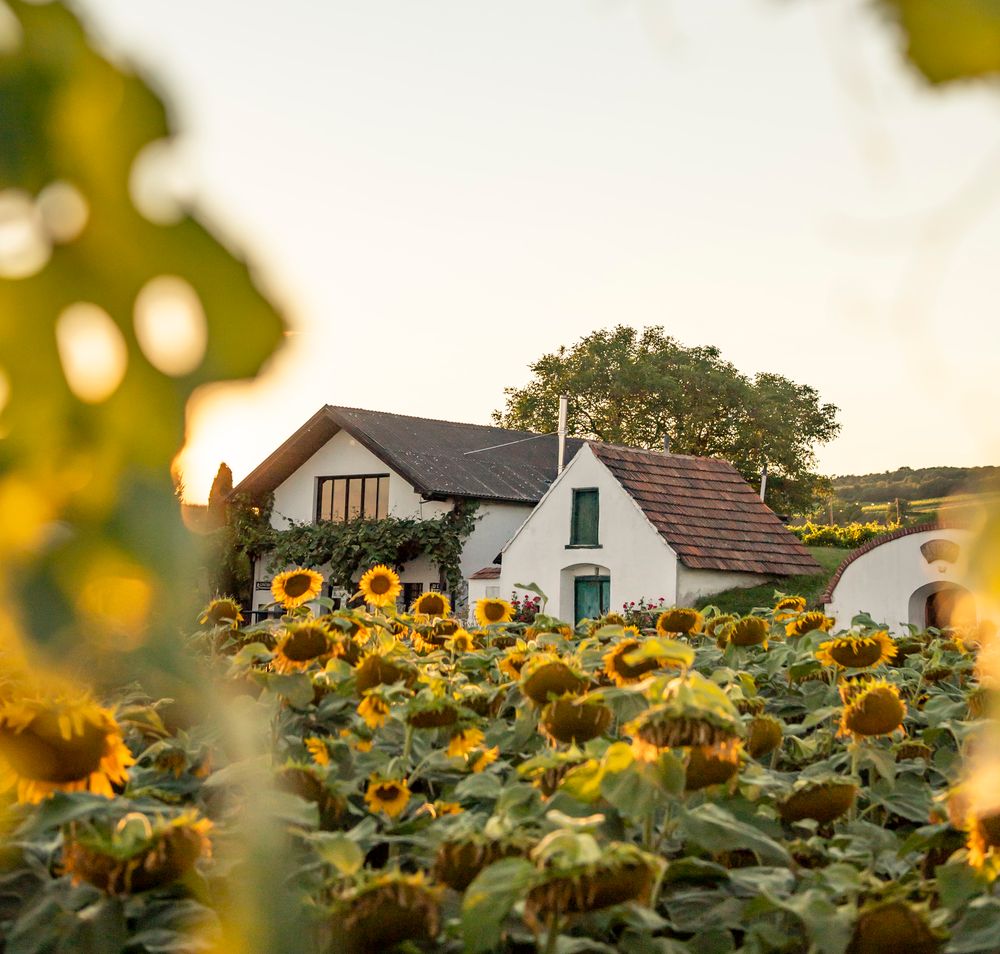 Historische Weingartenscheren