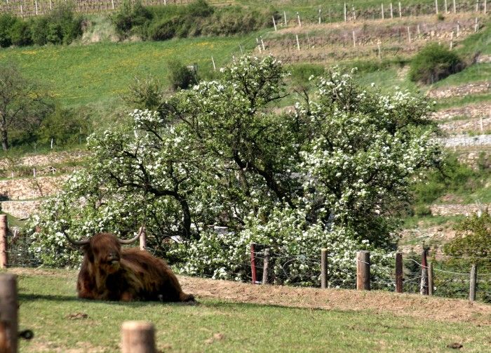 Frühling auf der Weide