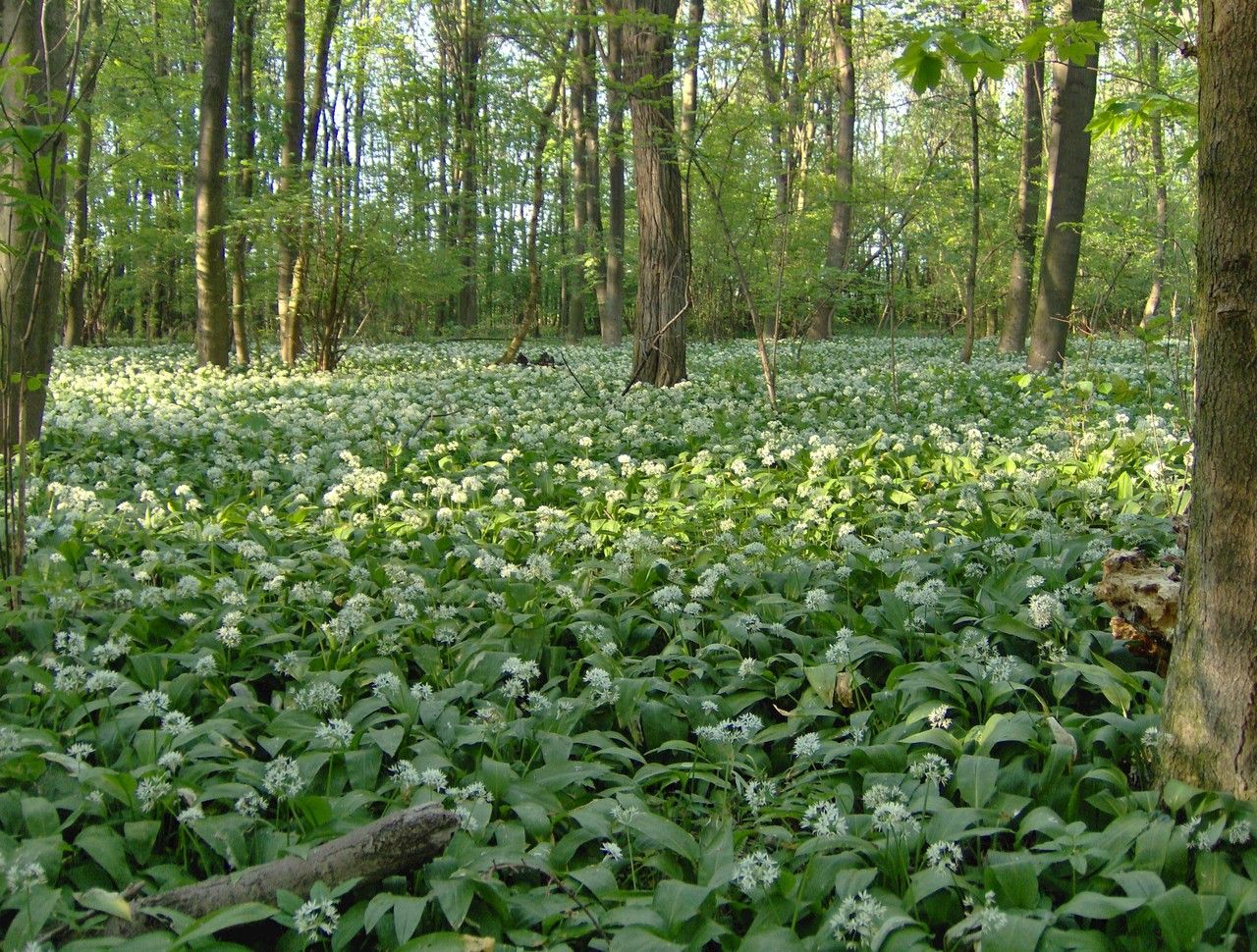 Frühling im Nationalpark Donau-Auen