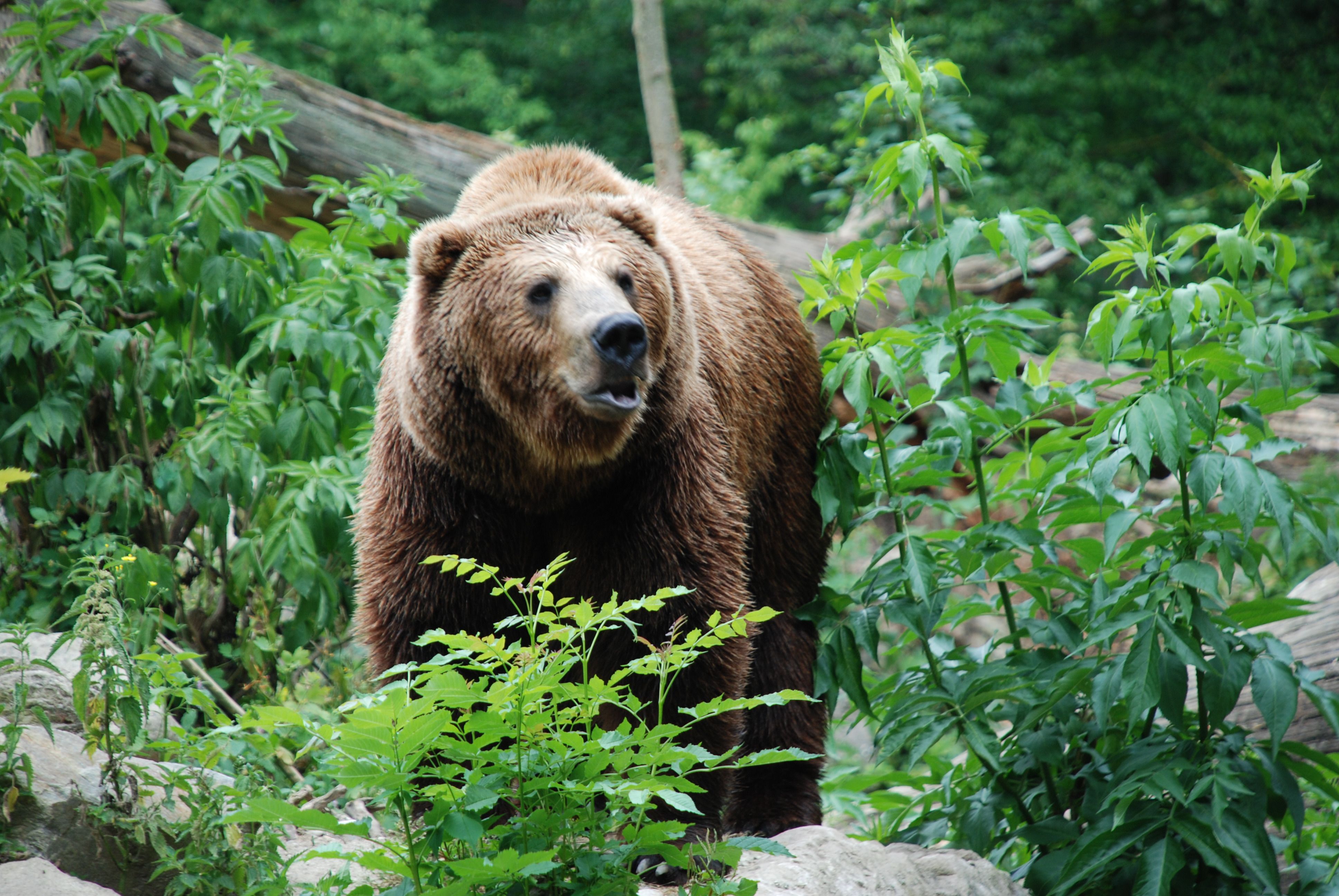 Ein Braunbär steht in einem grünen, bewaldeten Gebiet.