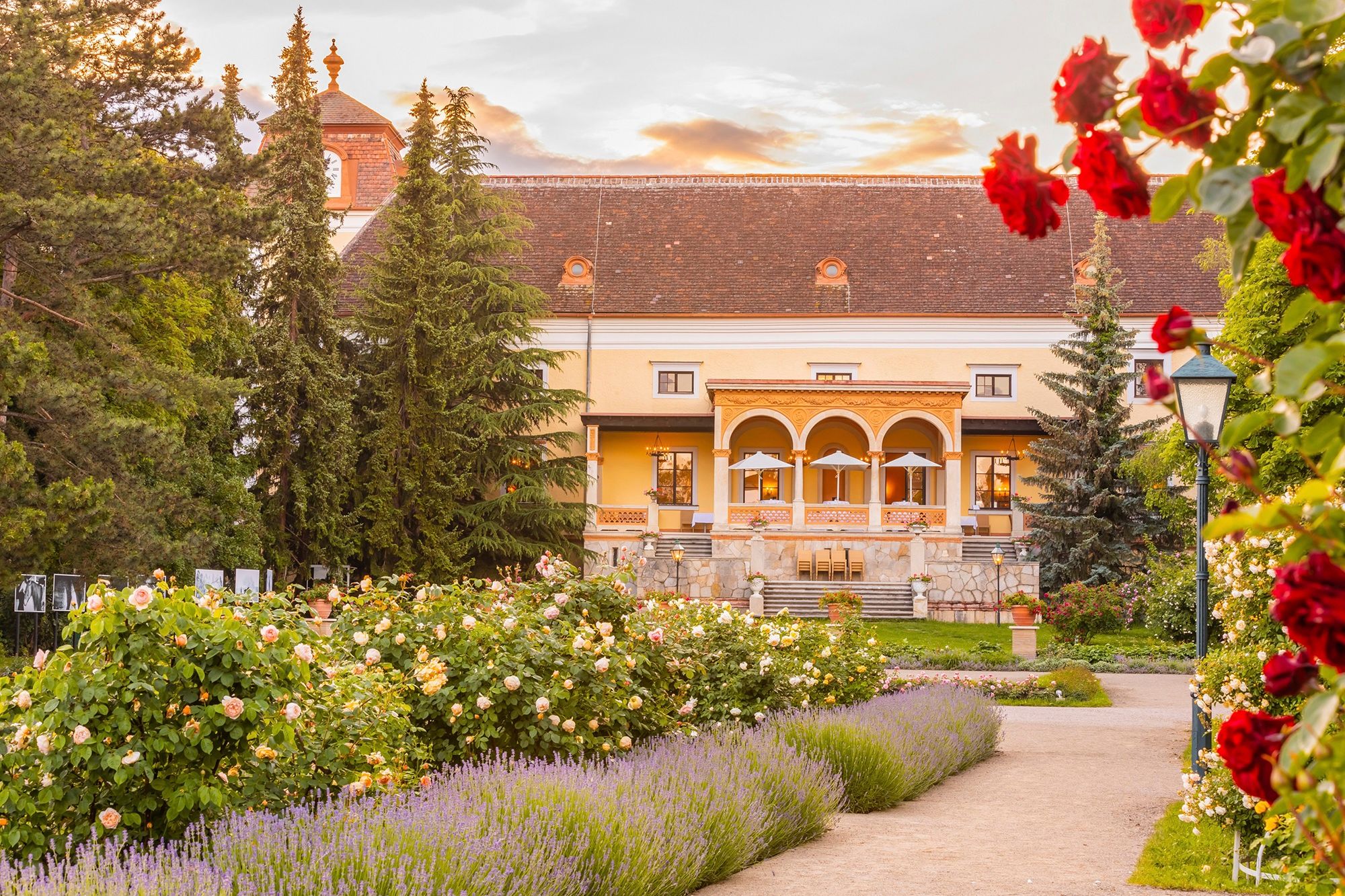 Rosengarten mit historischem Gebäude und Terrasse im Abendlicht, umgeben von Rosen, Lavendel und hohen Bäumen.
