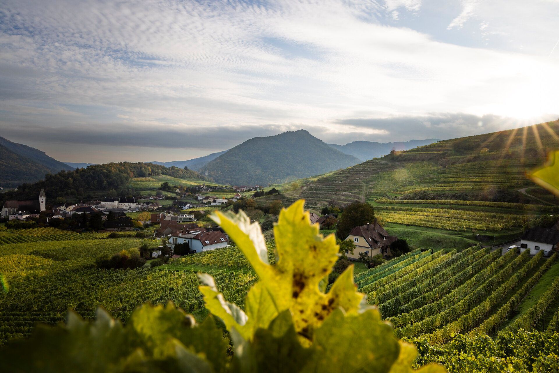 Weinterrassen im Herbst in Spitz