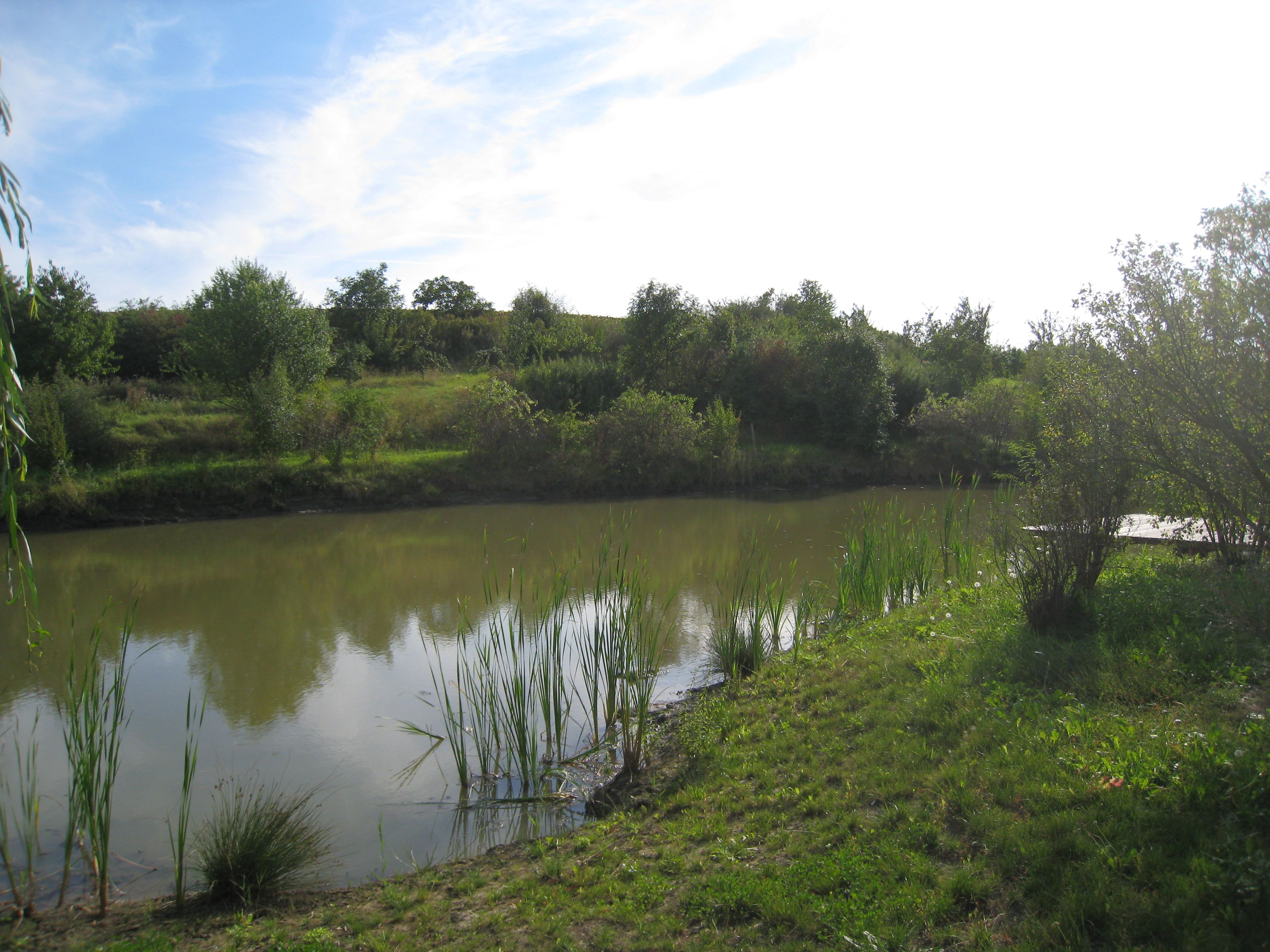 Ein kleiner Teich mit Schilf und Bäumen im Hintergrund unter einem blauen Himmel.