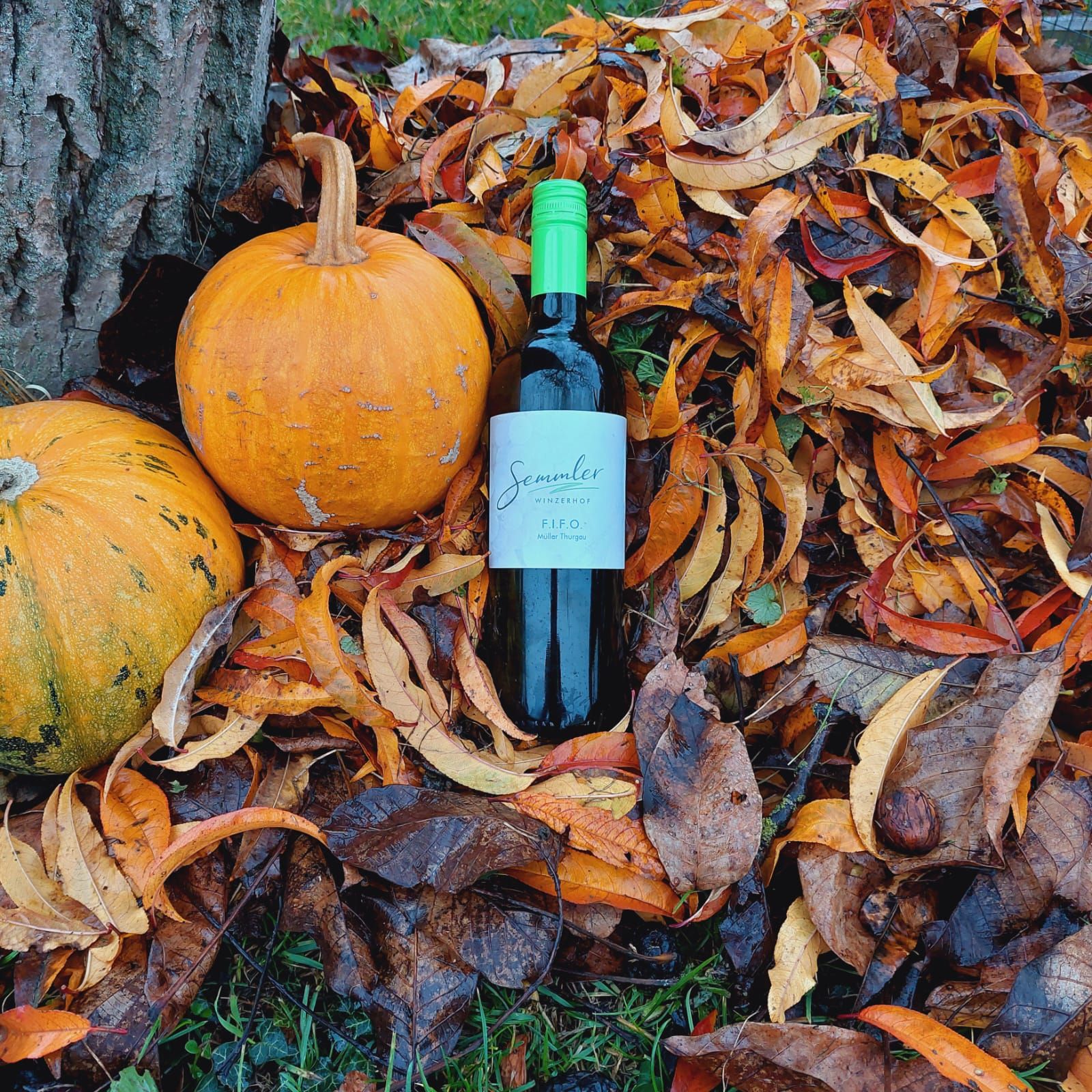 Weinflasche und Kürbisse im Herbstlaub.