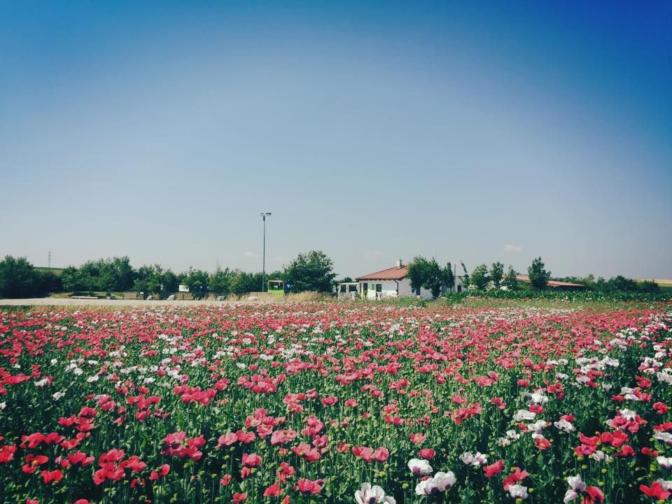 Ein blühendes Mohnfeld mit einem kleinen weißen Gebäude im Hintergrund unter klarem blauem Himmel.