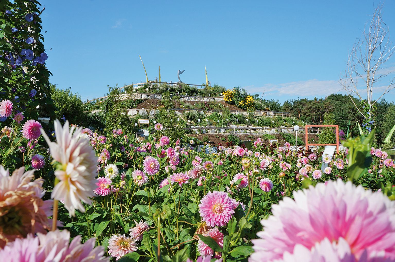 Ein blühender Garten mit vielen rosa Blumen vor einem Hügel mit Pflanzen und einem klaren blauen Himmel.