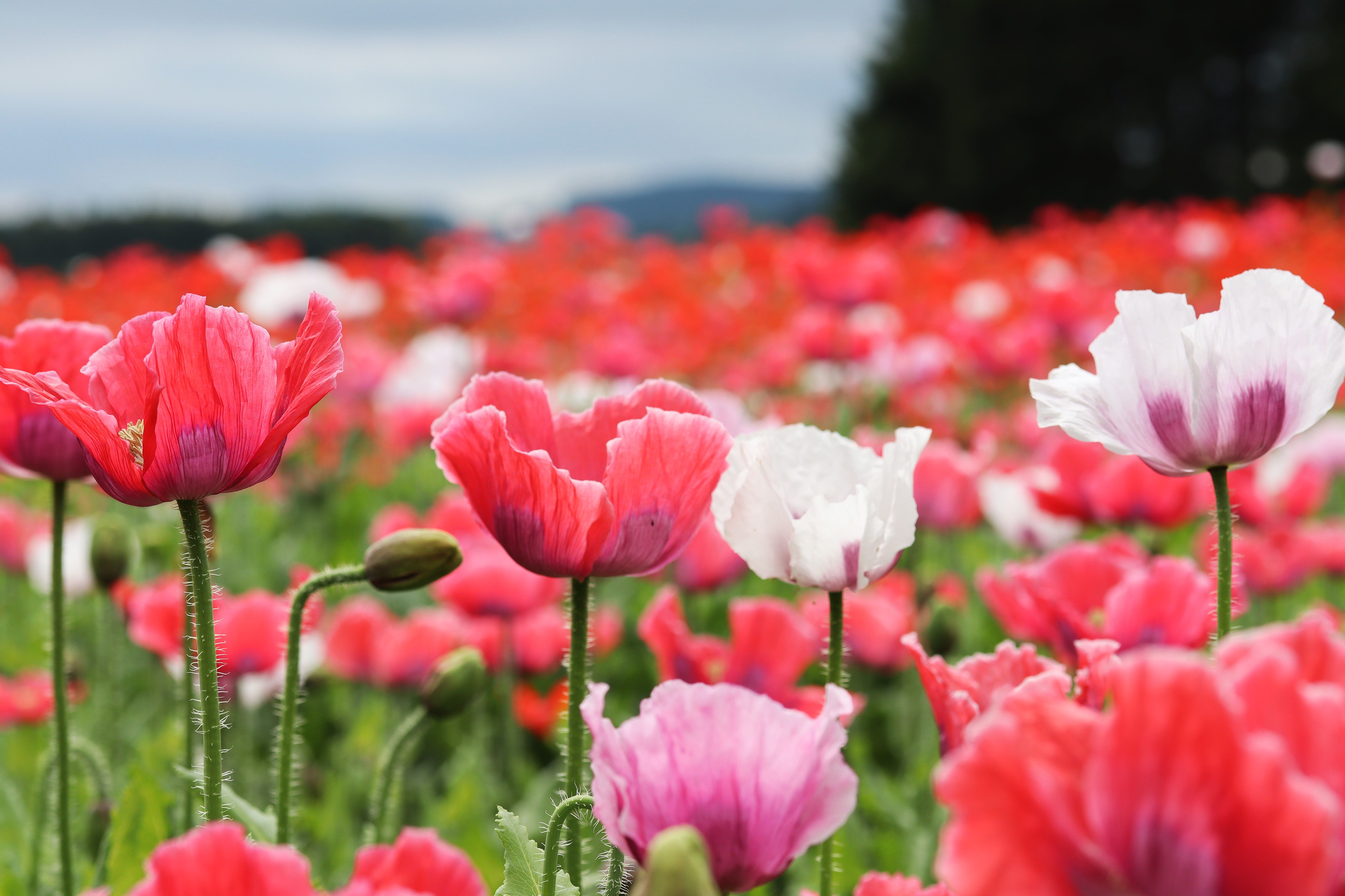 Mohnblüte