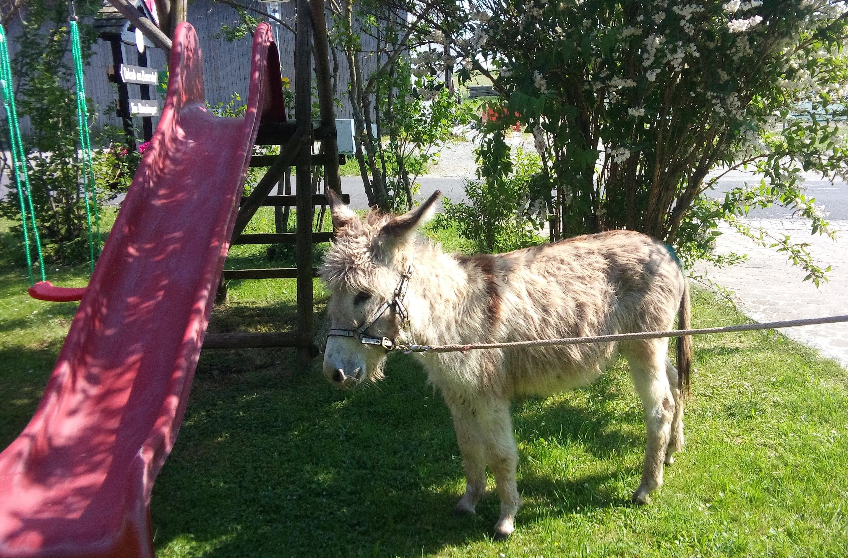 Ein Esel steht neben einer roten Rutsche im Garten.
