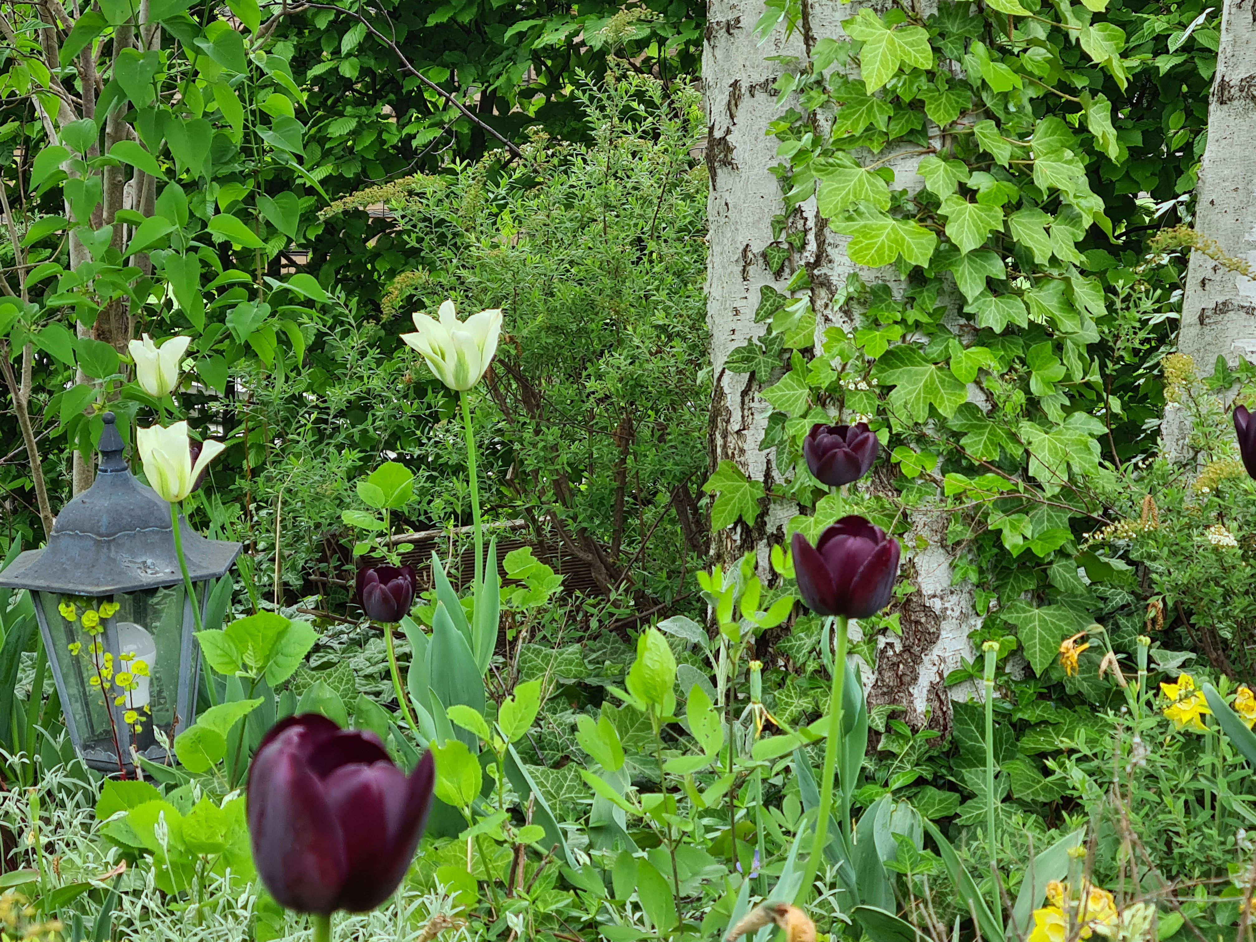 Ein Garten mit weißen und dunkelvioletten Tulpen, Efeu an einem Baum und einer Laterne.