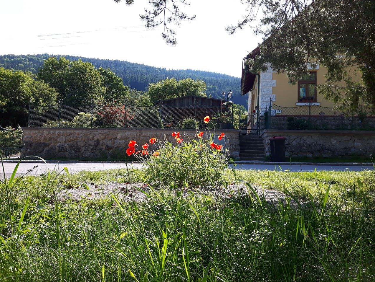 Ein gelbes Haus mit Garten und Mohnblumen im Vordergrund, umgeben von Bäumen und Hügeln.