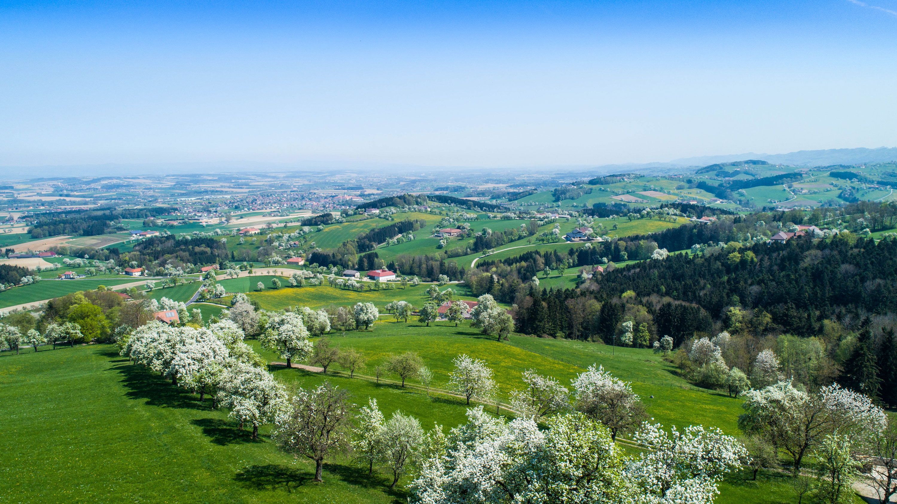 Luftaufnahme einer grünen Landschaft mit blühenden Birnbäumen und Hügeln im Hintergrund.
