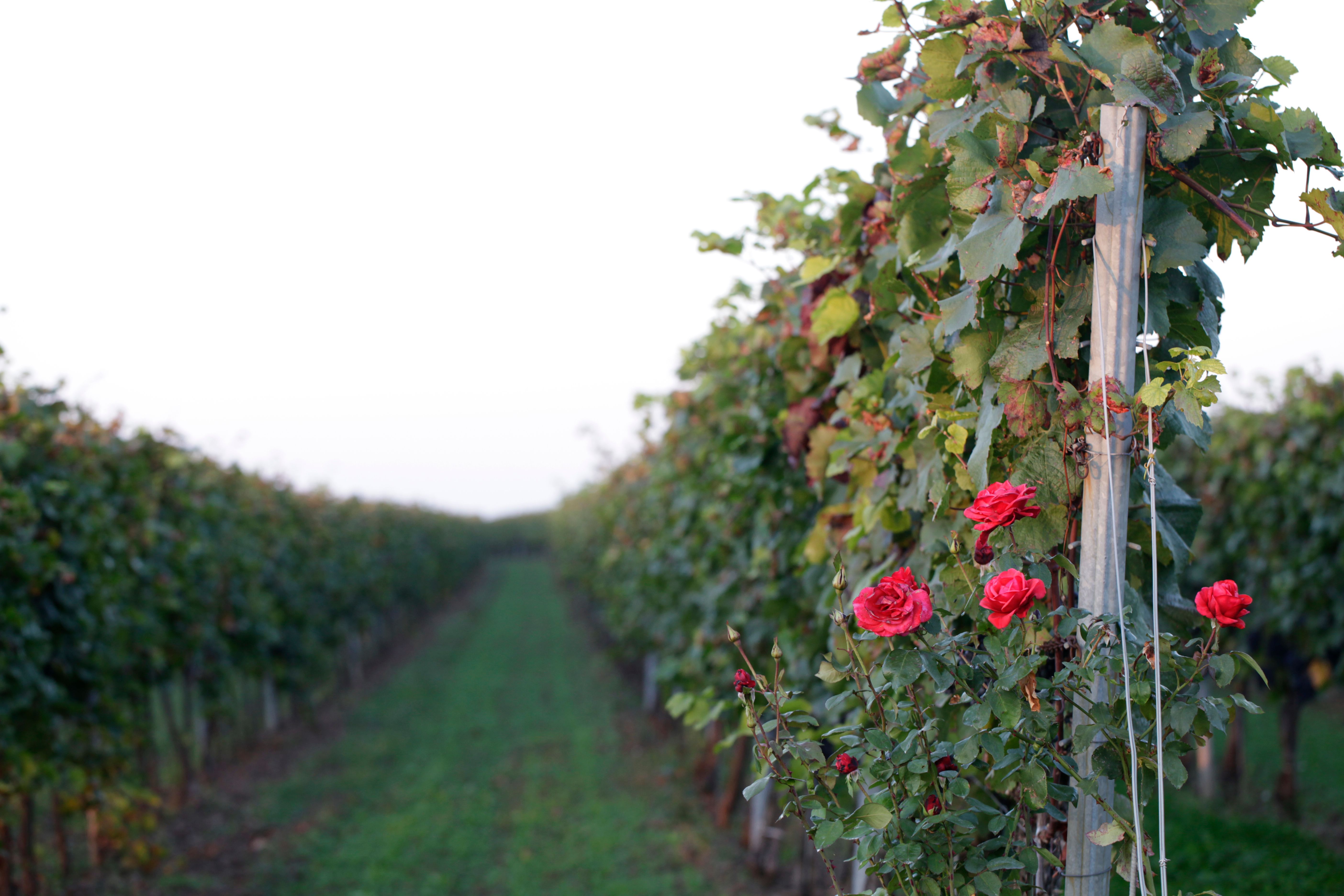 Weinreben mit roten Rosen im Vordergrund in einem Weingarten.