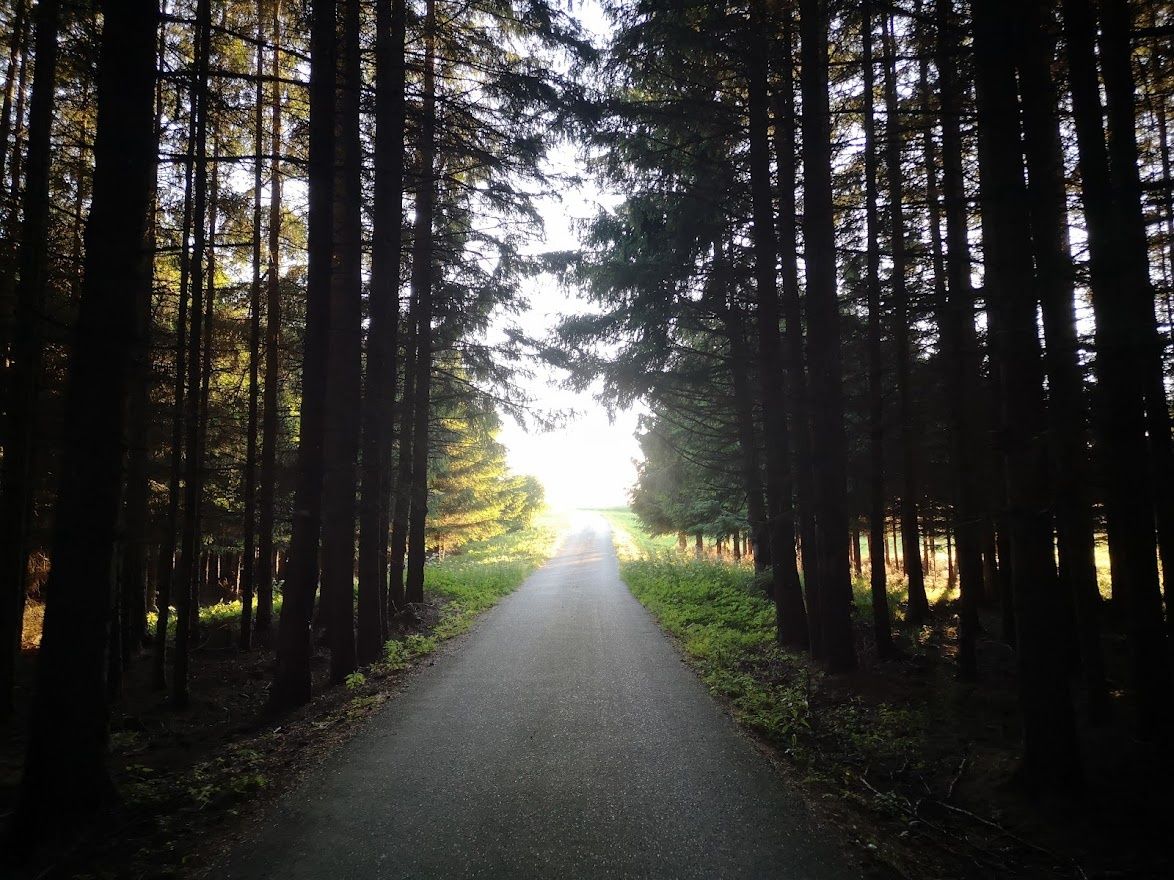 Waldweg Richtung Haiden